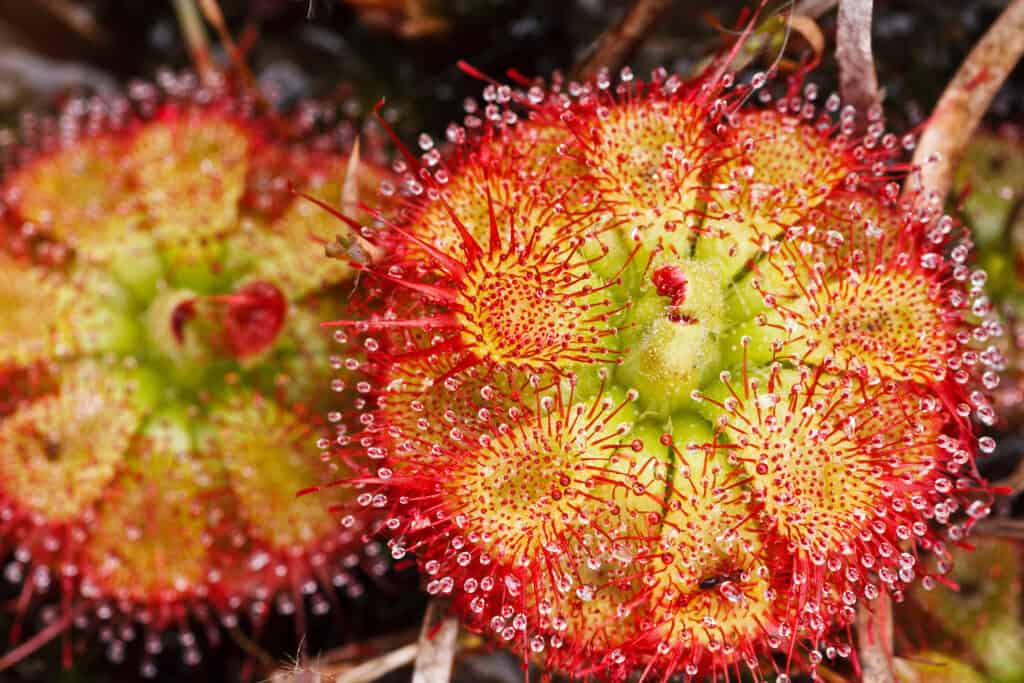 Sundew (Drosera)