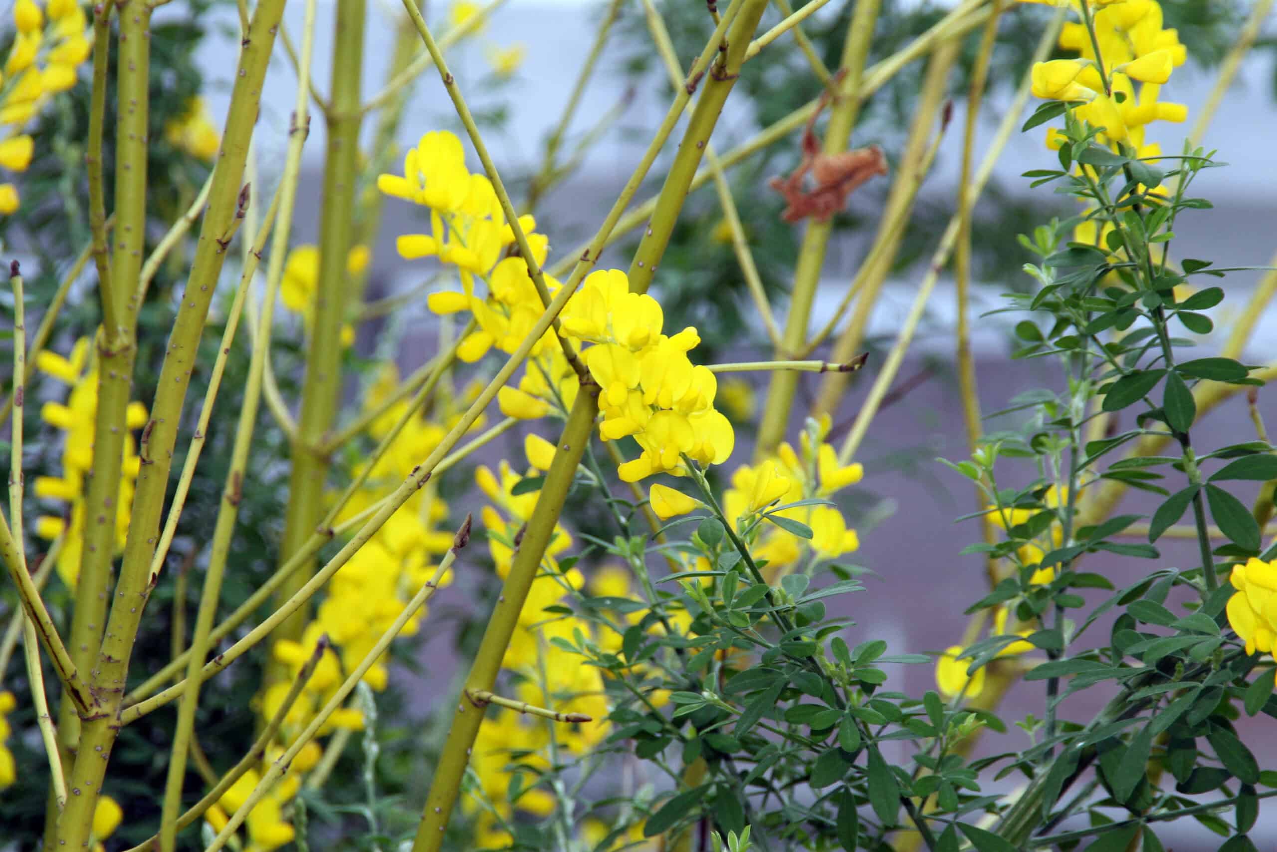 Sweet Broom (Cytisus x spachianus)