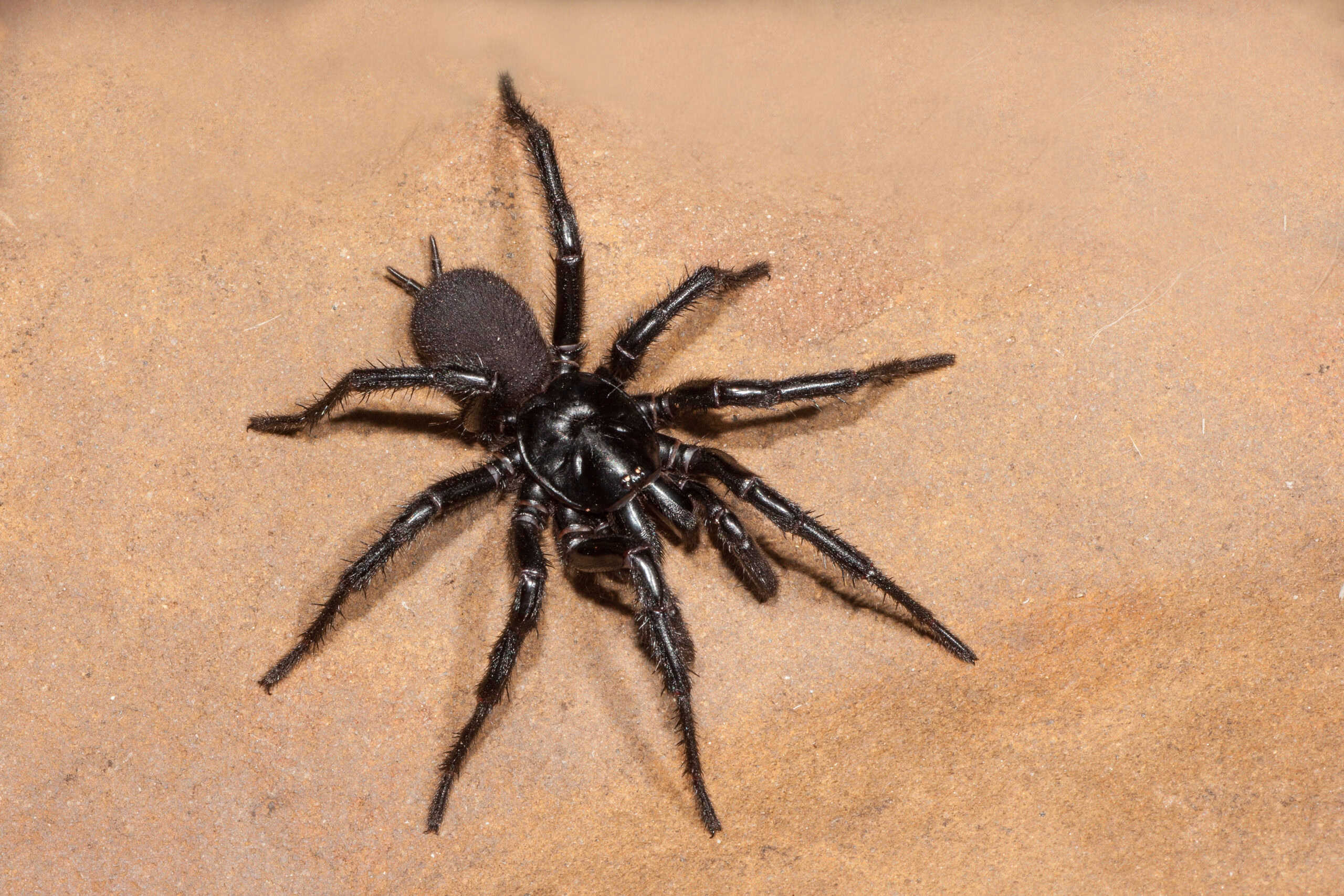 Sydney Funnel-Web Spider (Atrax robustus)