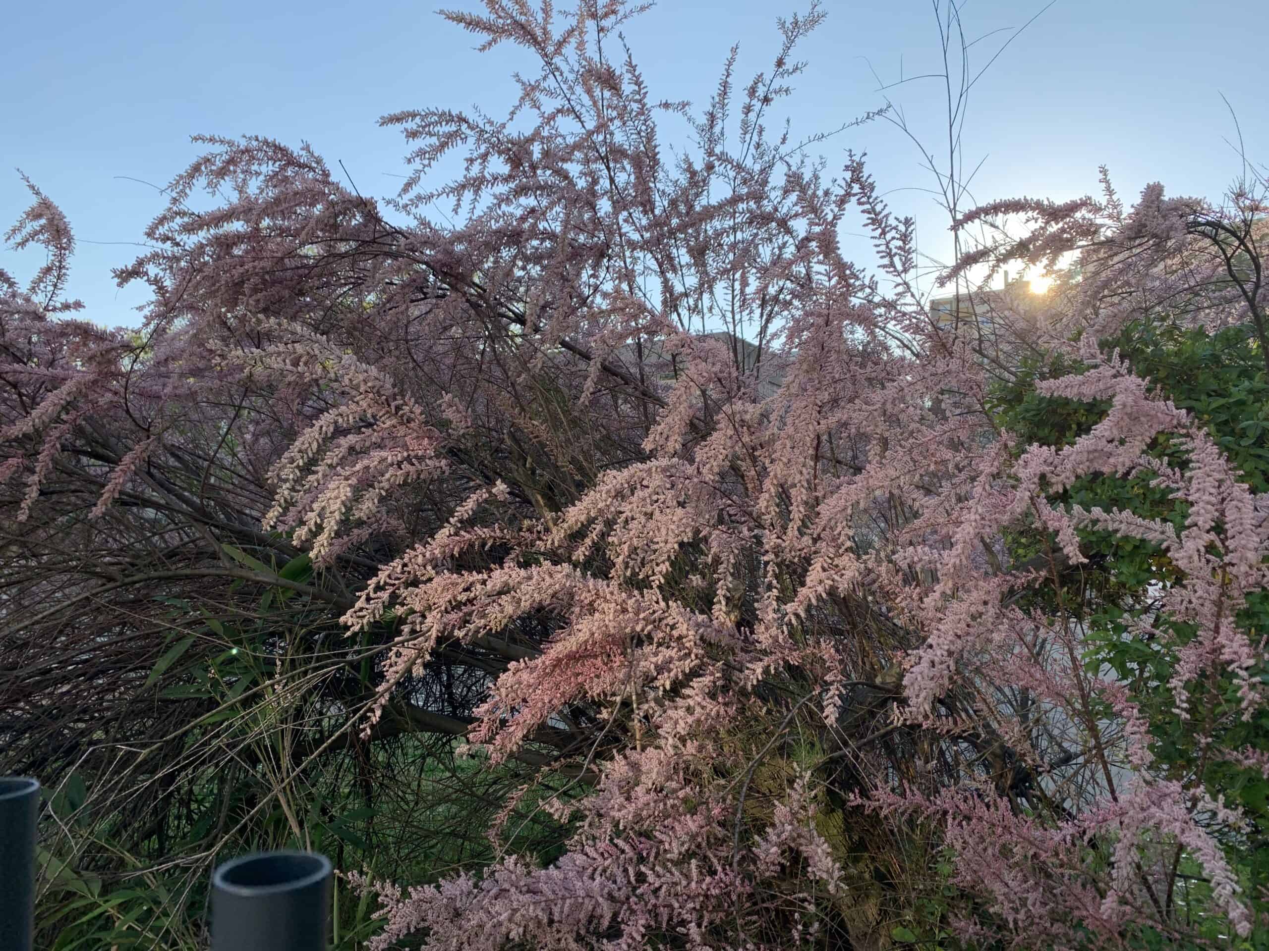 Tamarisk (Tamarix ramosissima) 