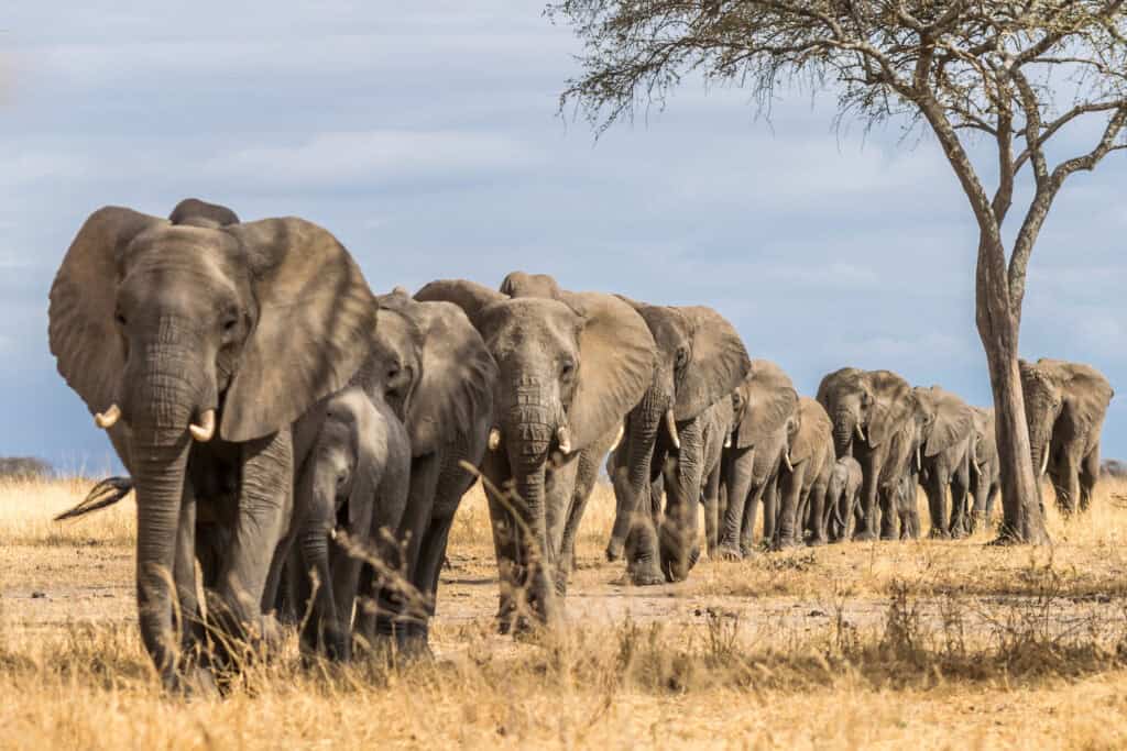 Tarangire National Park, Tanzania