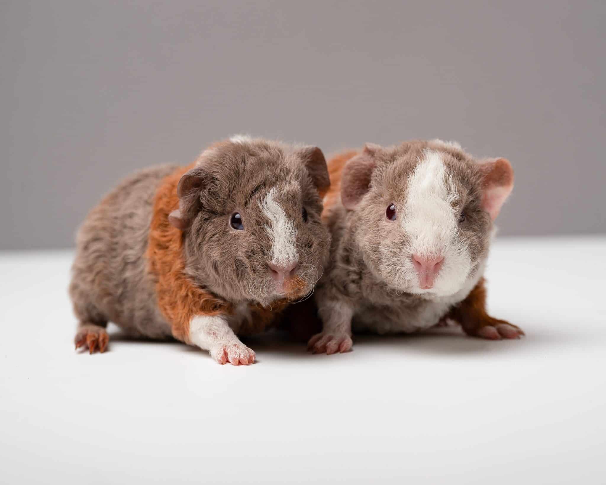 19 Guinea Pig Breeds from Common to Rare - Rarest.org