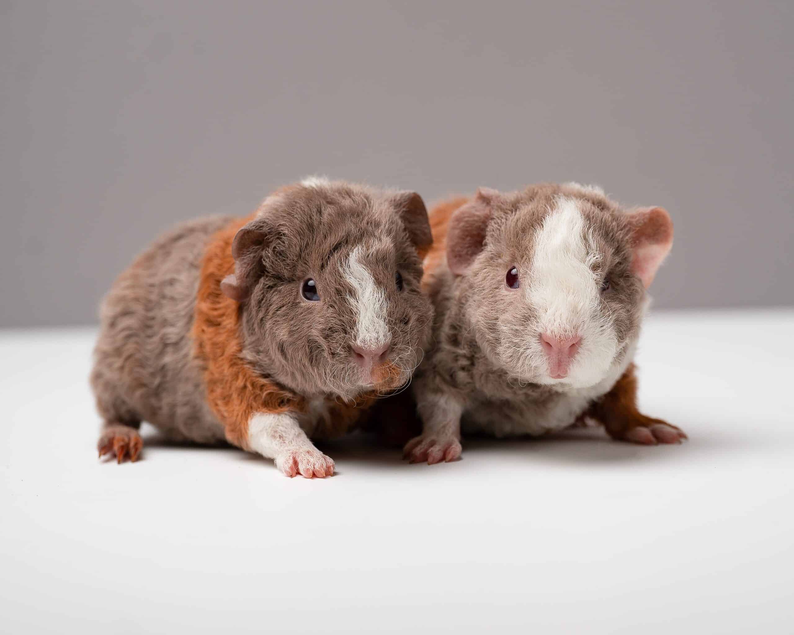 Teddy Guinea Pig