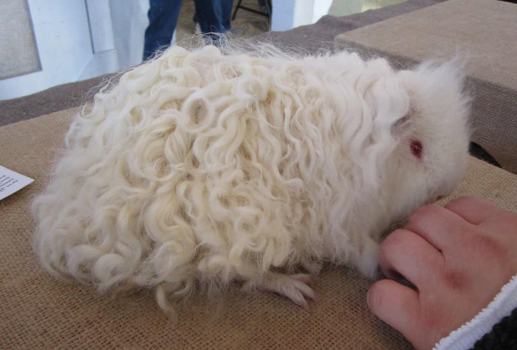 Texel Guinea Pig