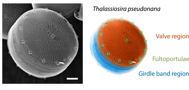 Thalassiosira pseudonana