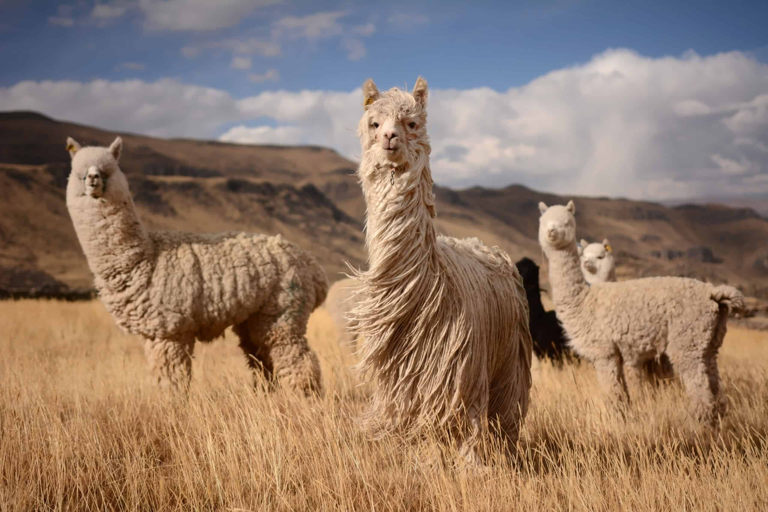 The Andes Mountains, PeruBoliviaChile