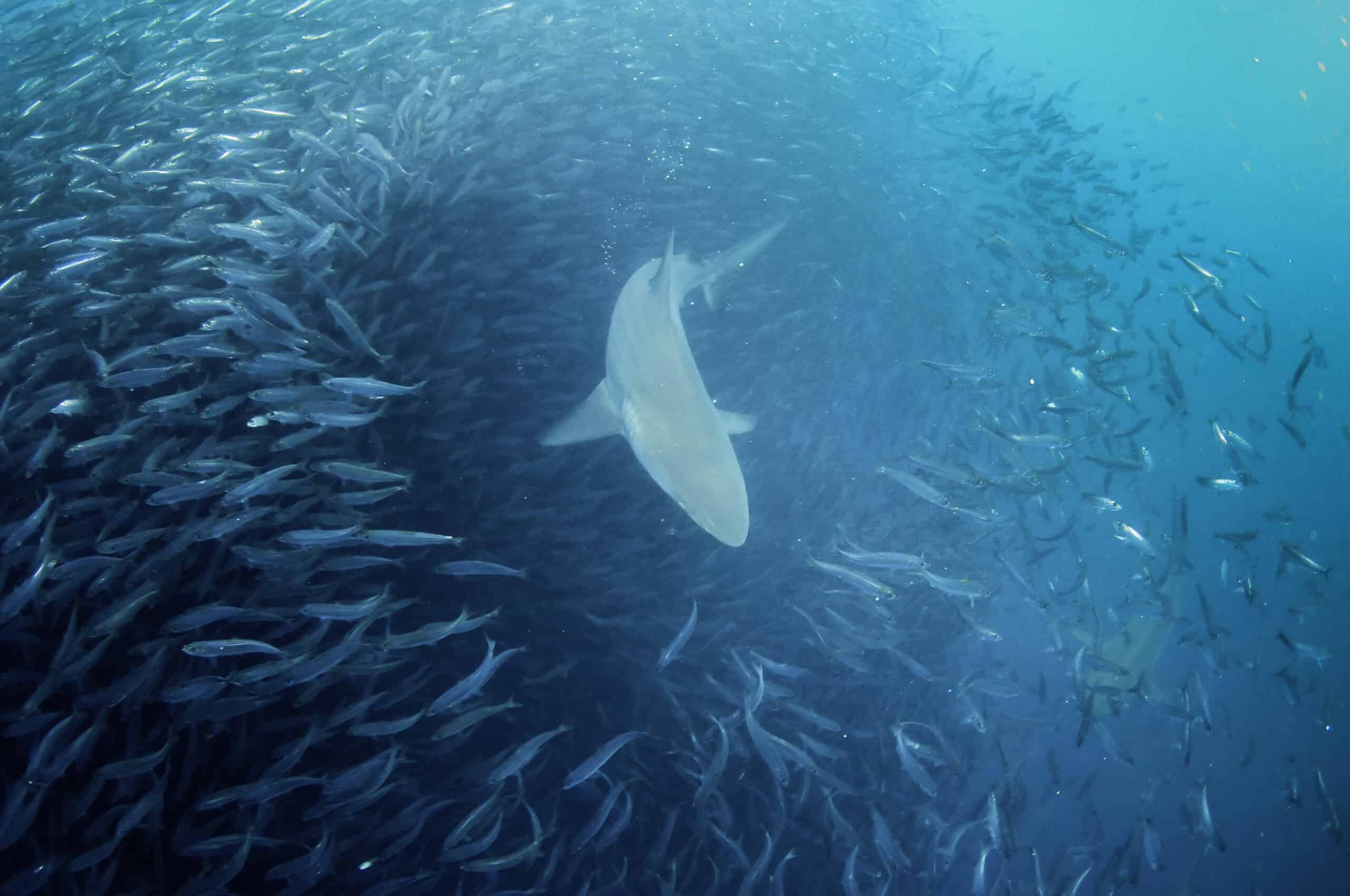 The Sardine Run, South Africa