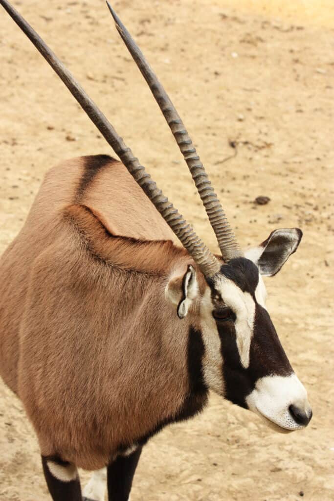 Tibetan Antelope (Chiru)