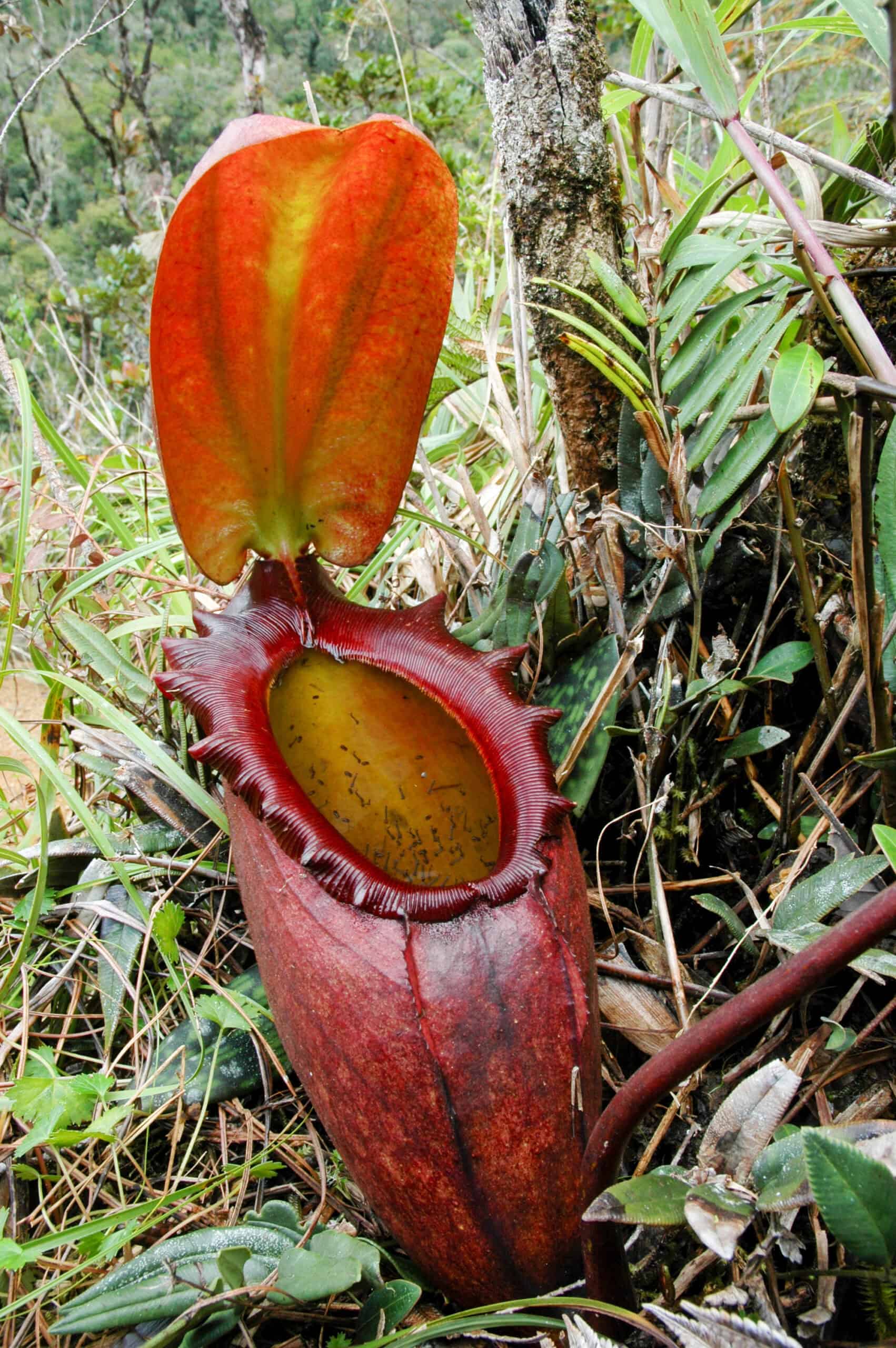 Tropical Pitcher Plant (Nepenthes rajah)