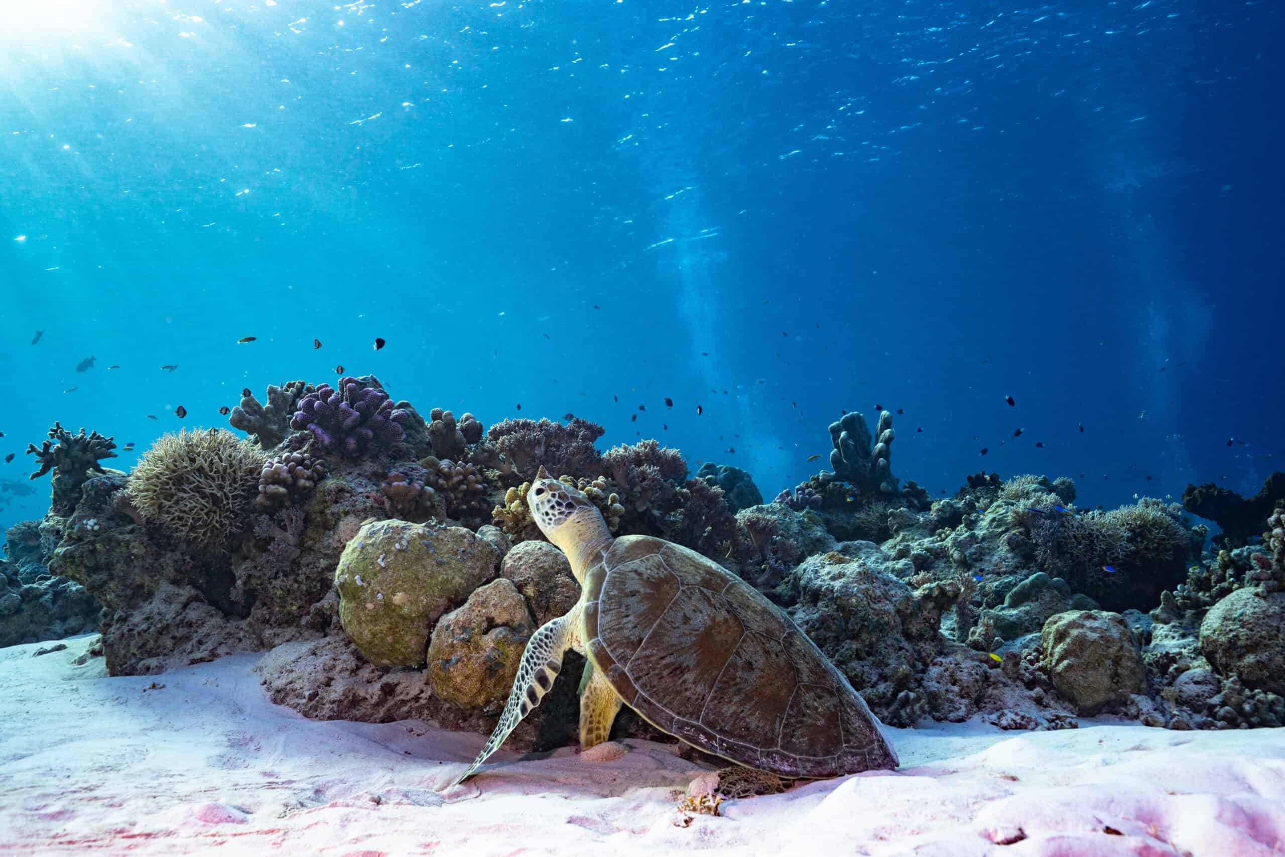 Tubbataha Reefs Natural Park, Philippines