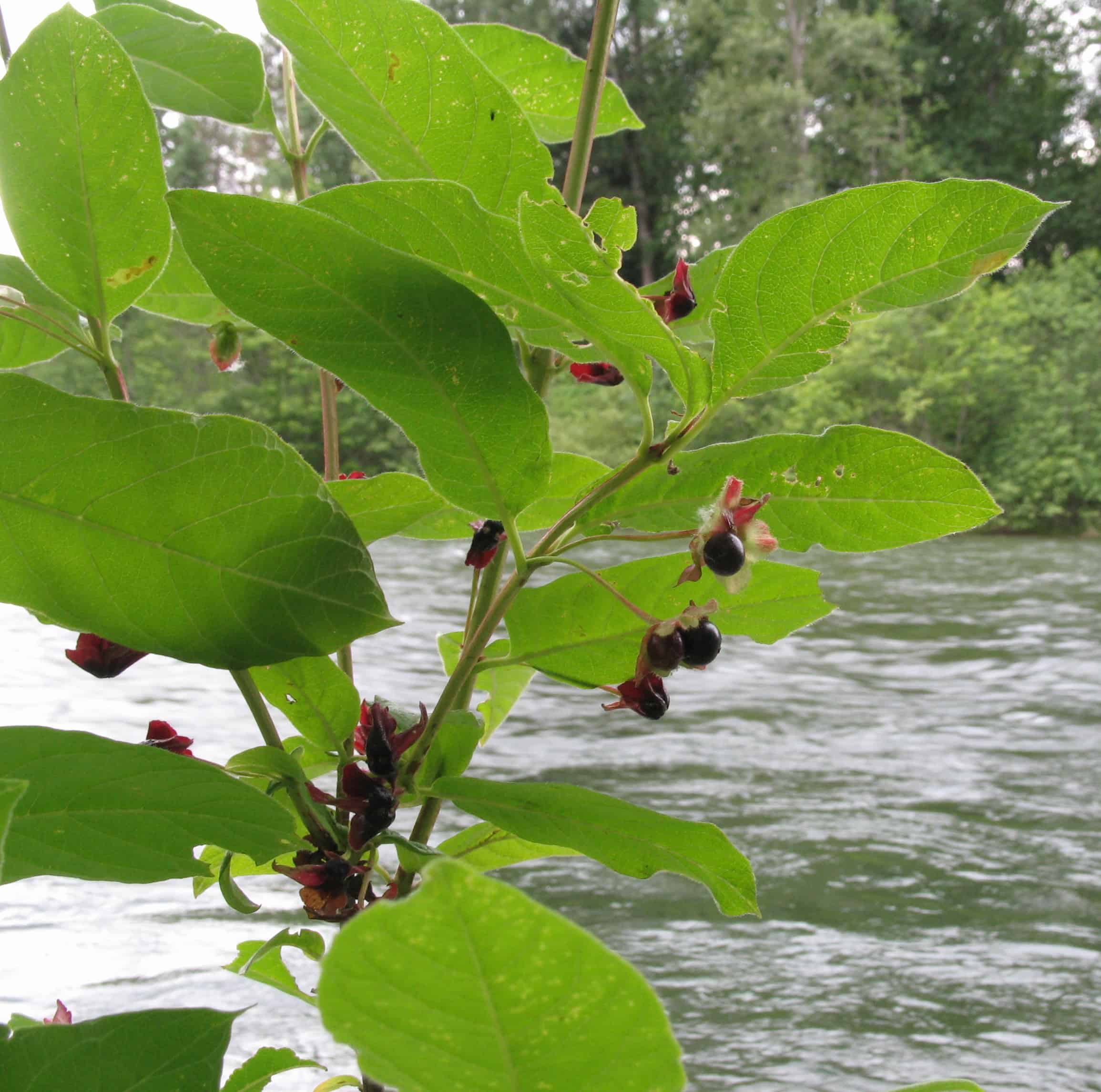 Twinberry Honeysuckle (Lonicera involucrata)