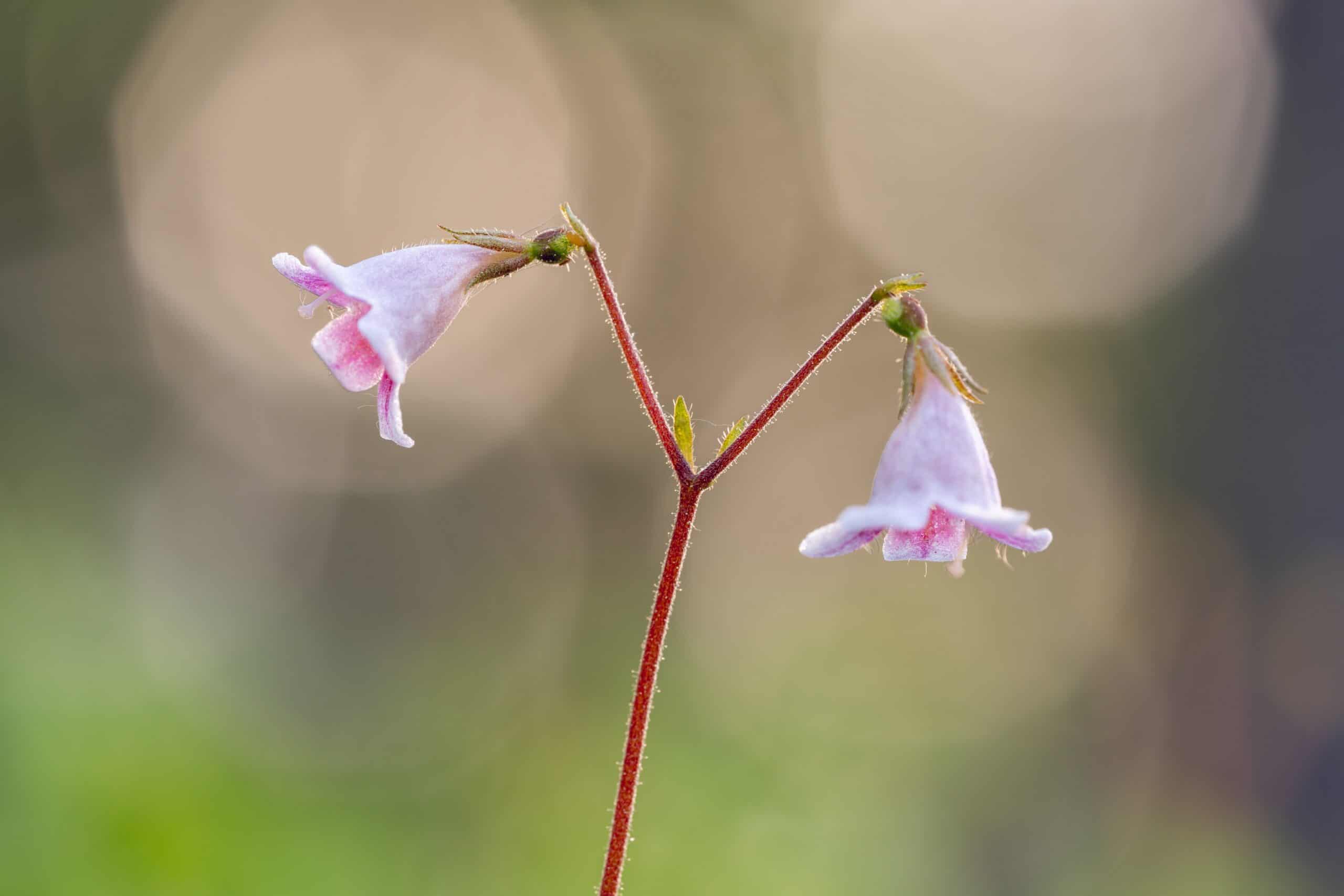 Twinflower (Linnaea borealis)