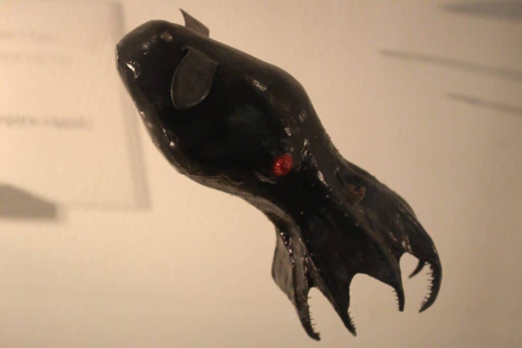 Vampire Squid