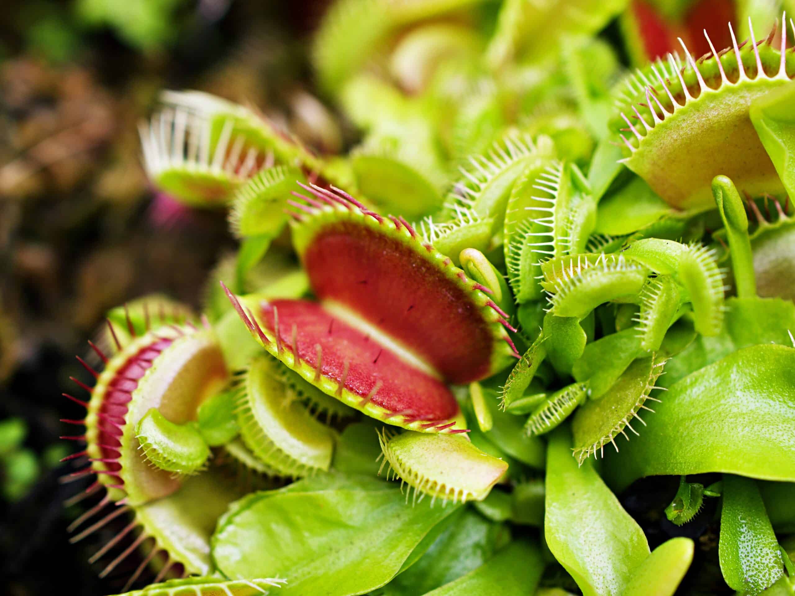 Venus Flytrap (Dionaea muscipula)