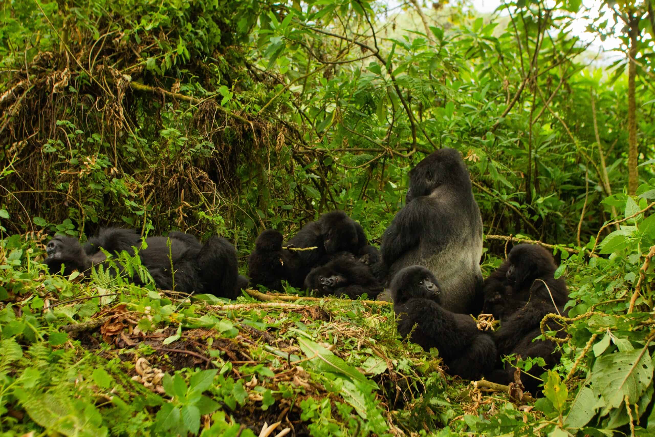 Volcanoes National Park, Rwanda