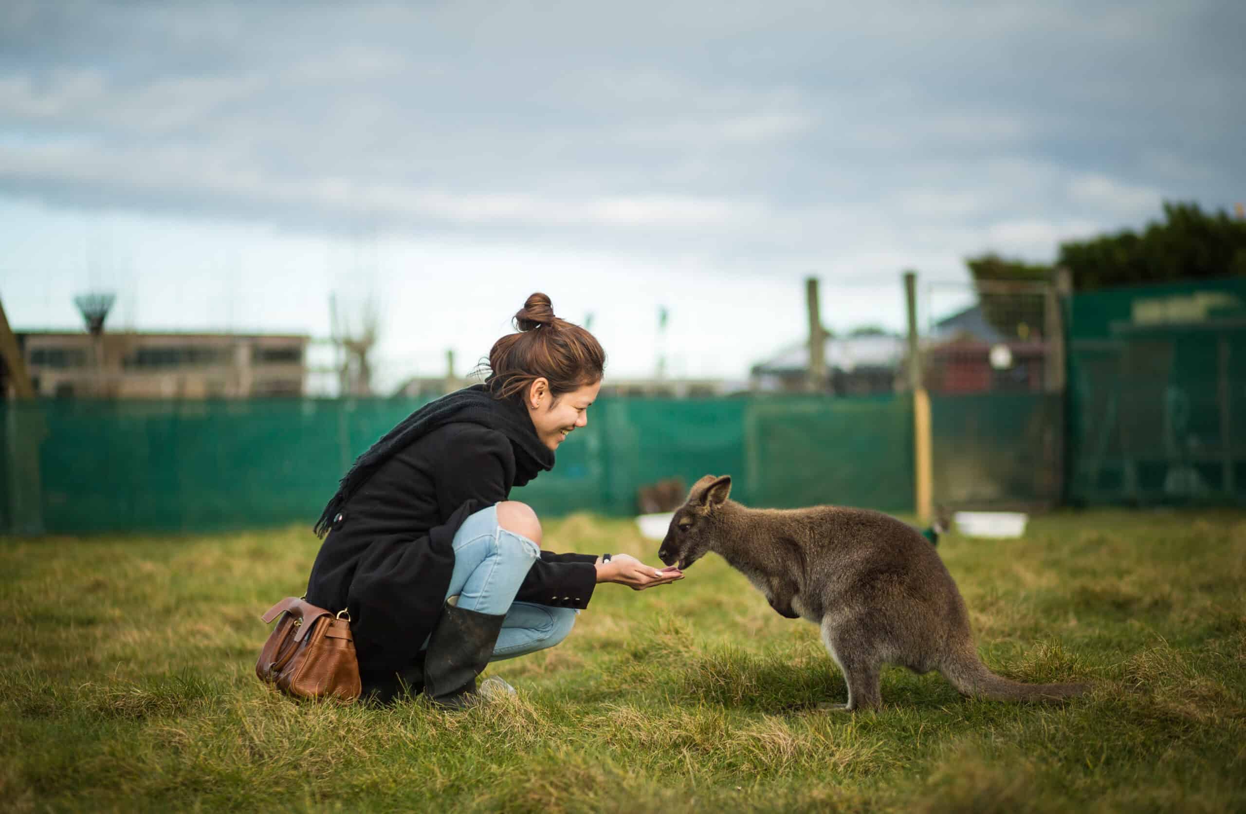 Wallaby