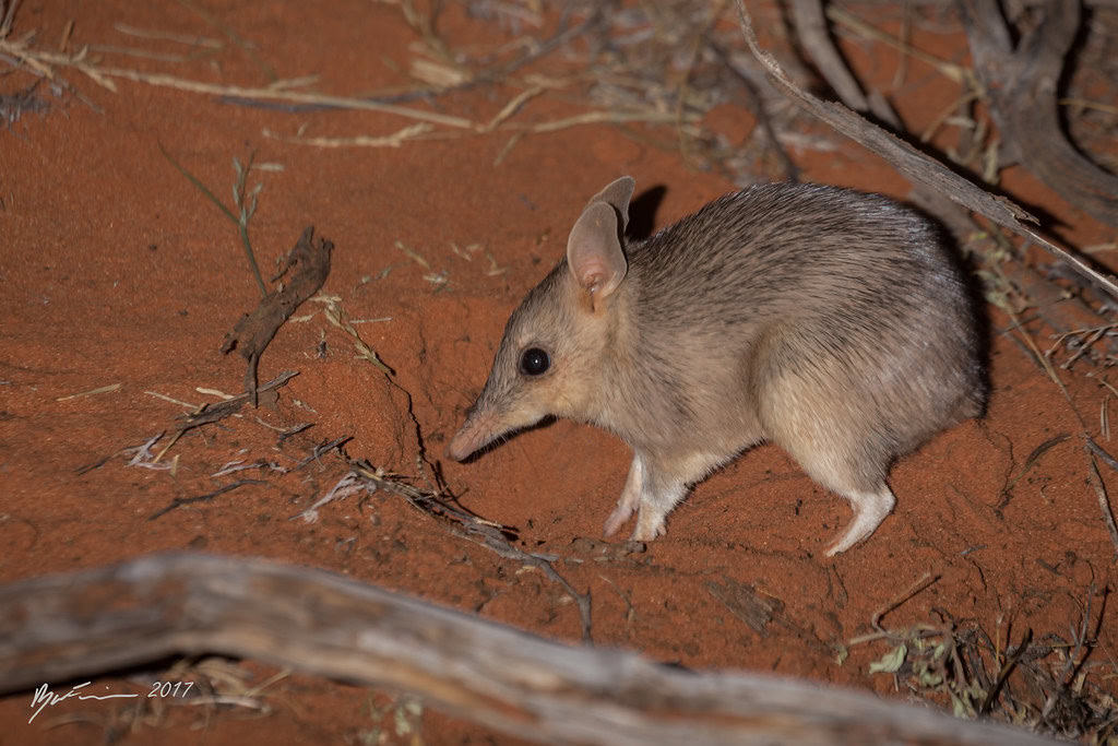 Western Barred Bandicoot