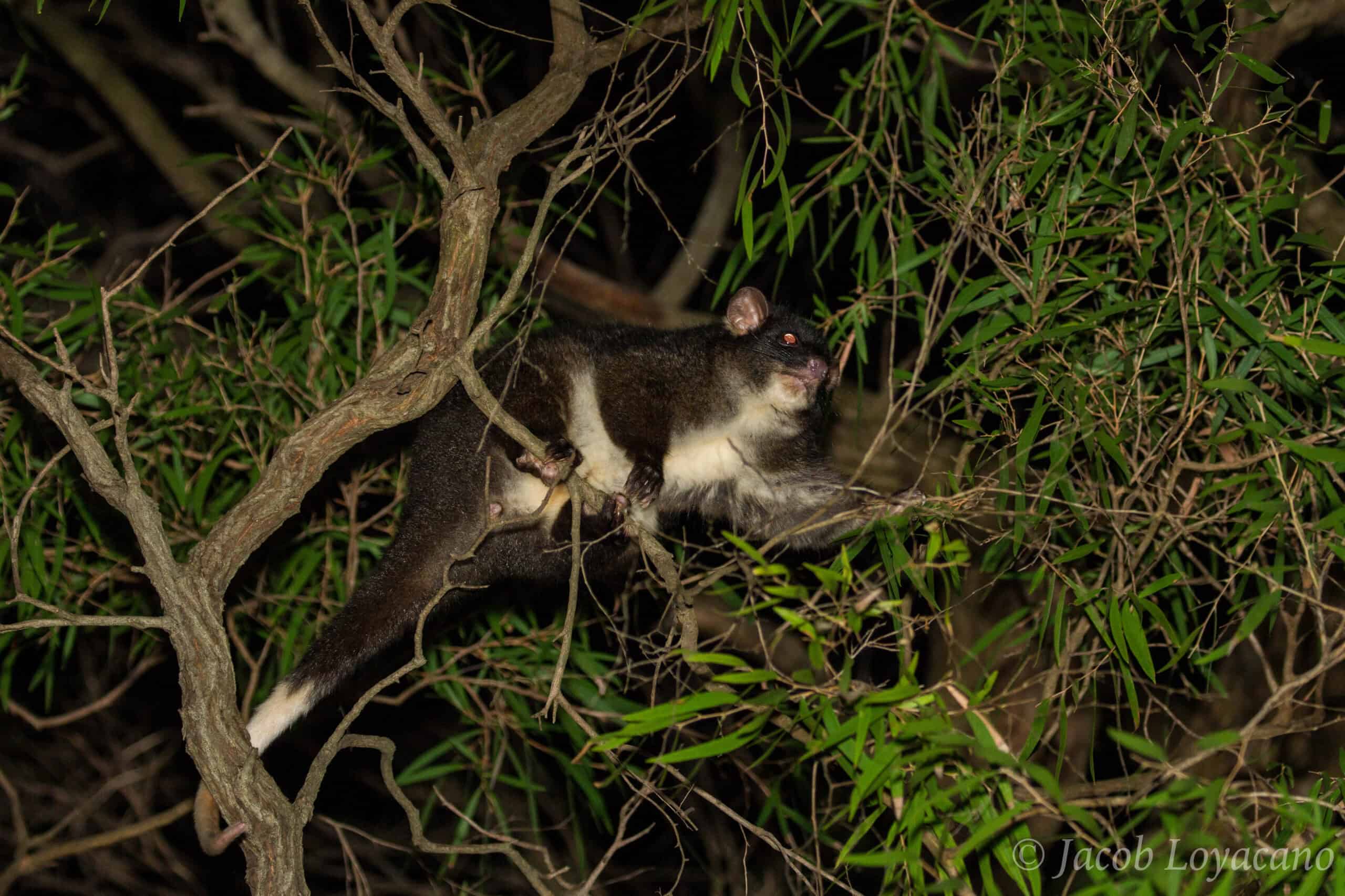 Western Ringtail Possum