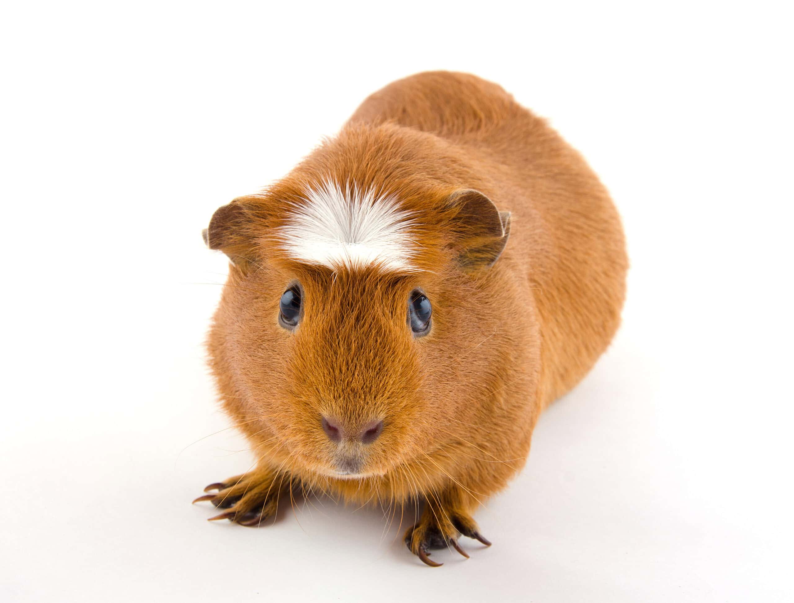 White Crested Guinea Pig