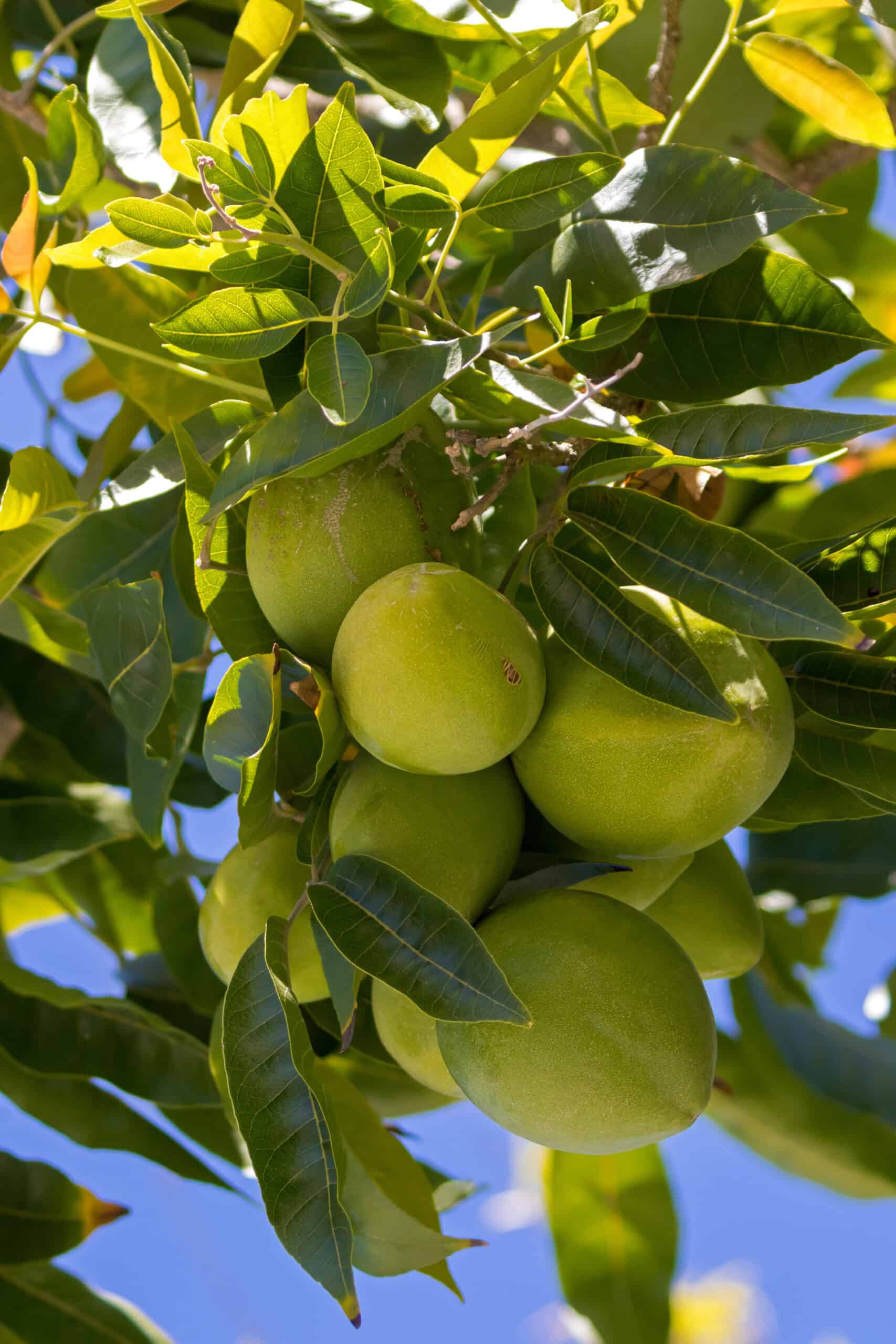 White Sapote Tree