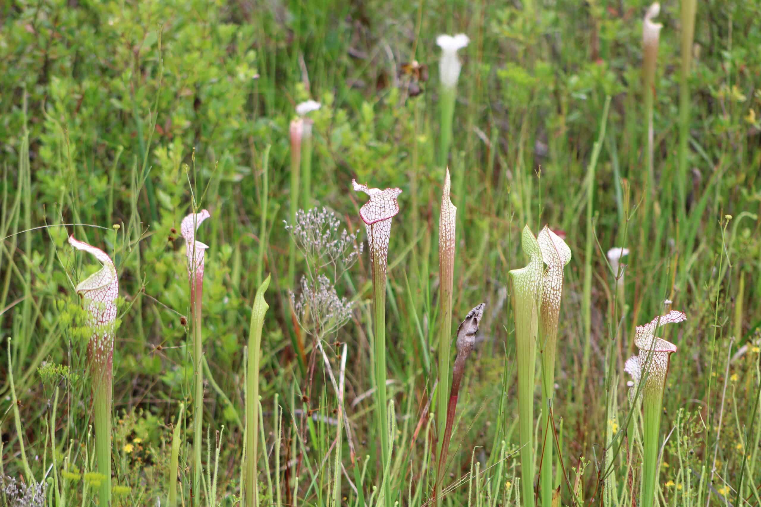 White-Top Pitcher Plant (Sarracenia leucophylla)