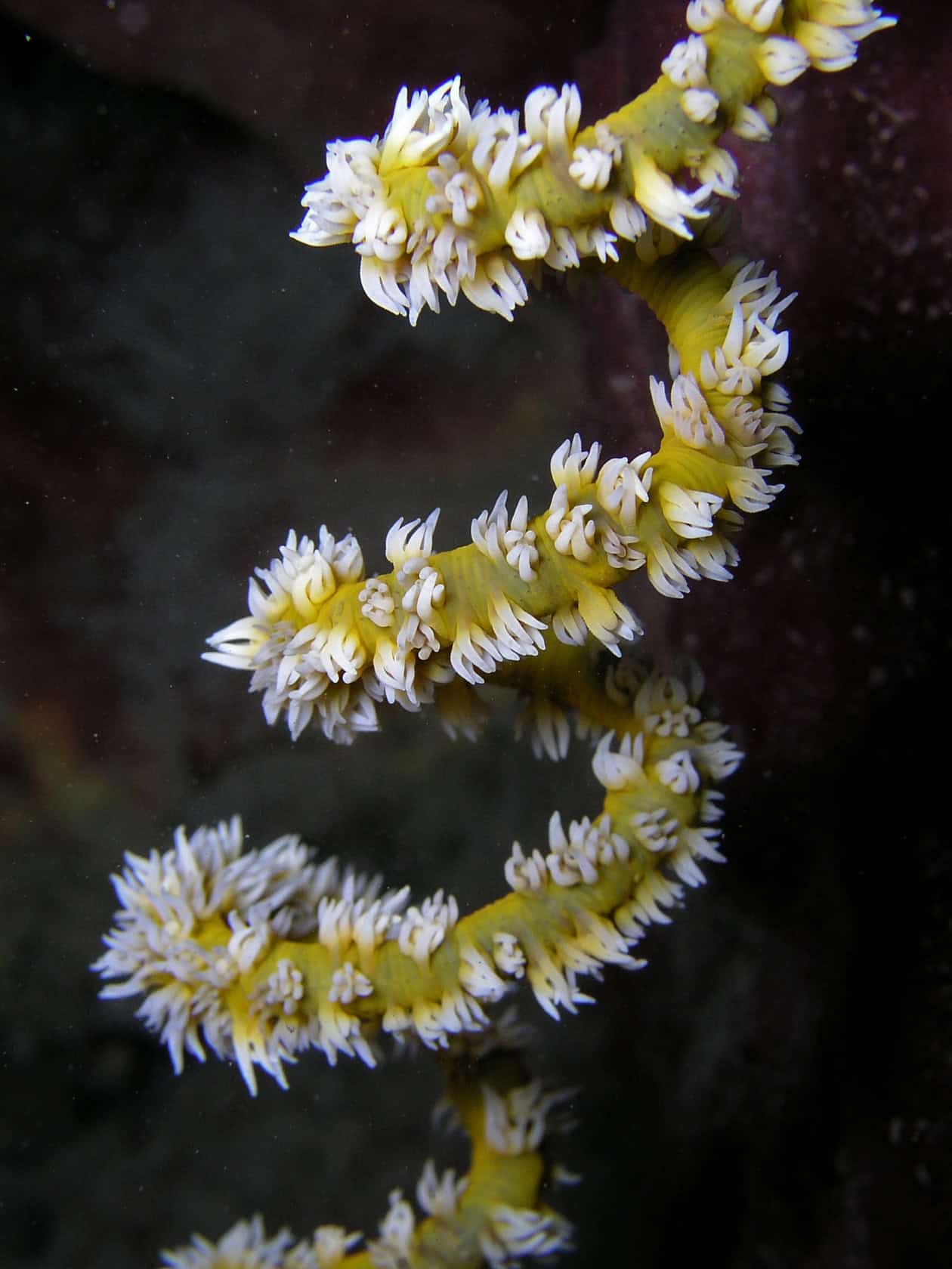 Wire Coral