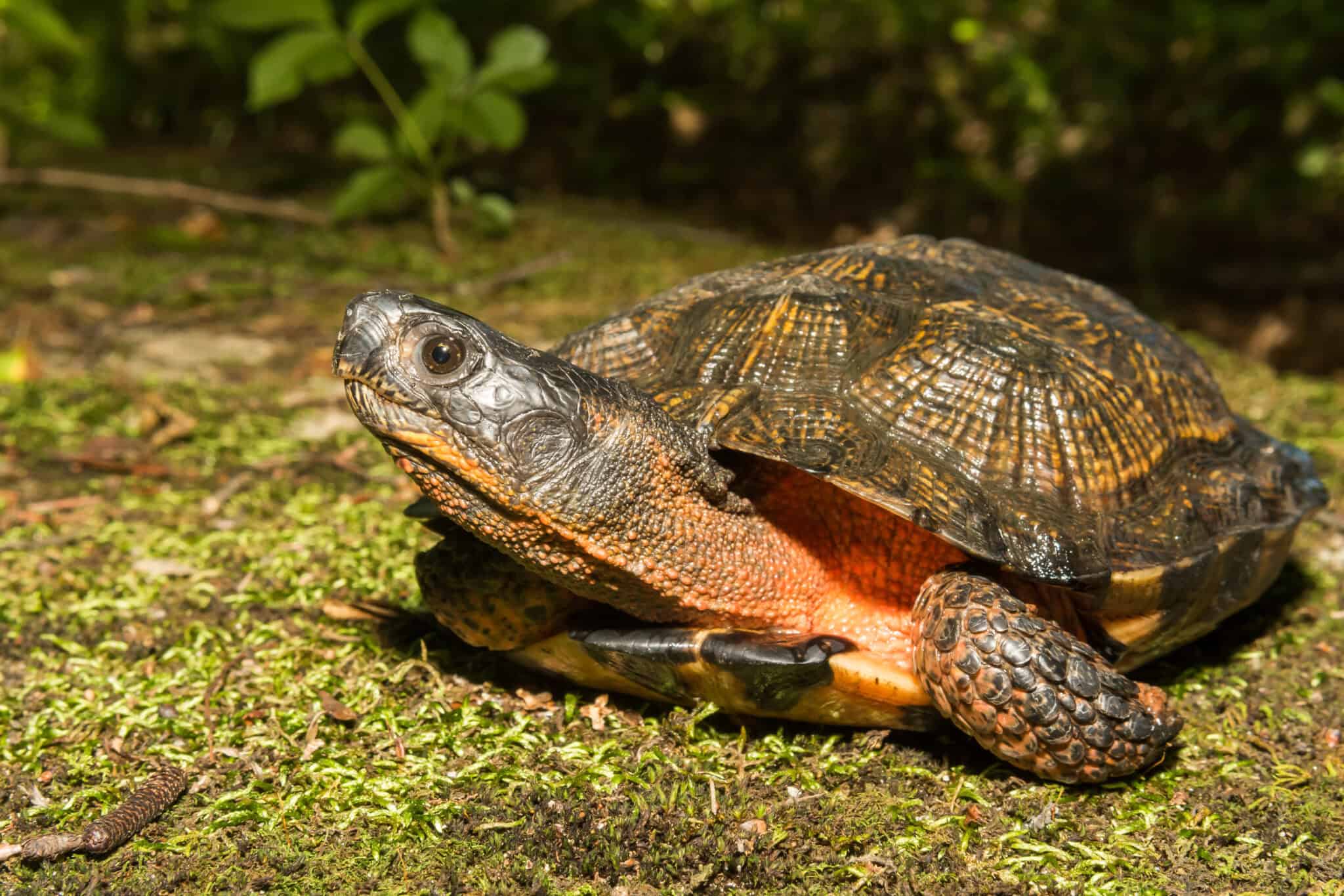 19 Rare Turtle Species You’ve Never Heard Of - Rarest.org