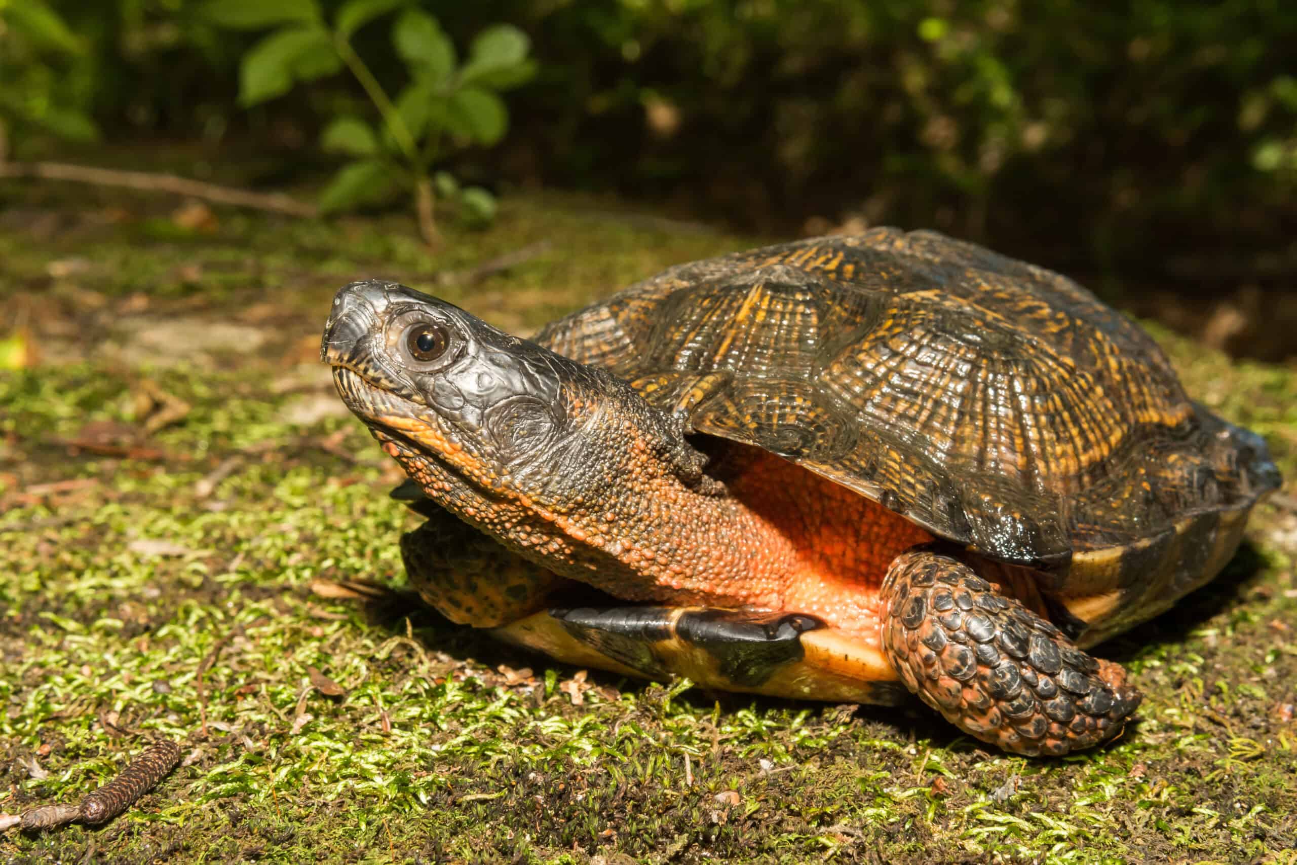 Wood Turtle (Glyptemys insculpta)