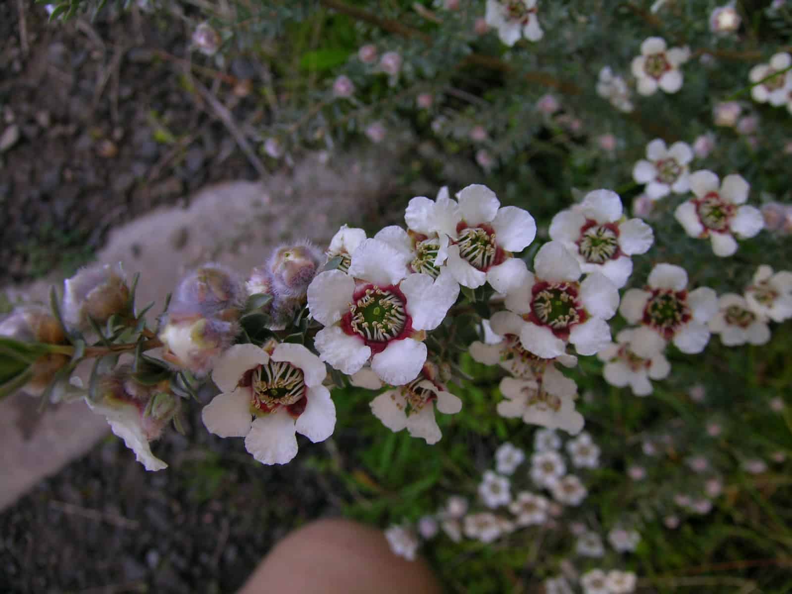 Woolly Tea-tree (Leptospermum lanigerum)