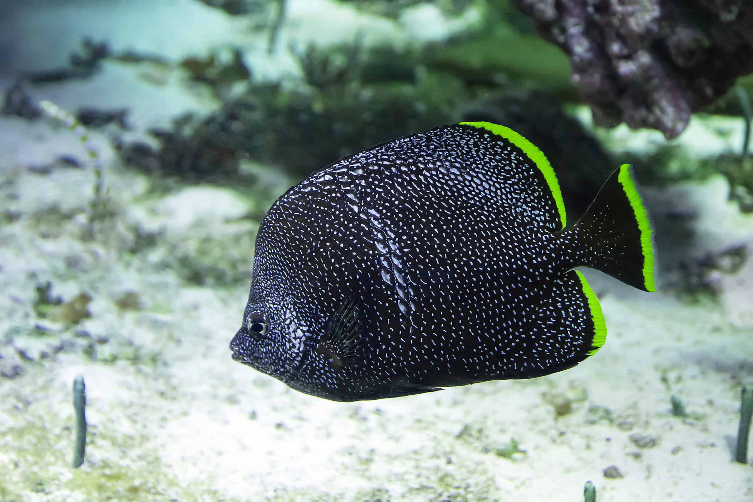 Wrought Iron Butterflyfish