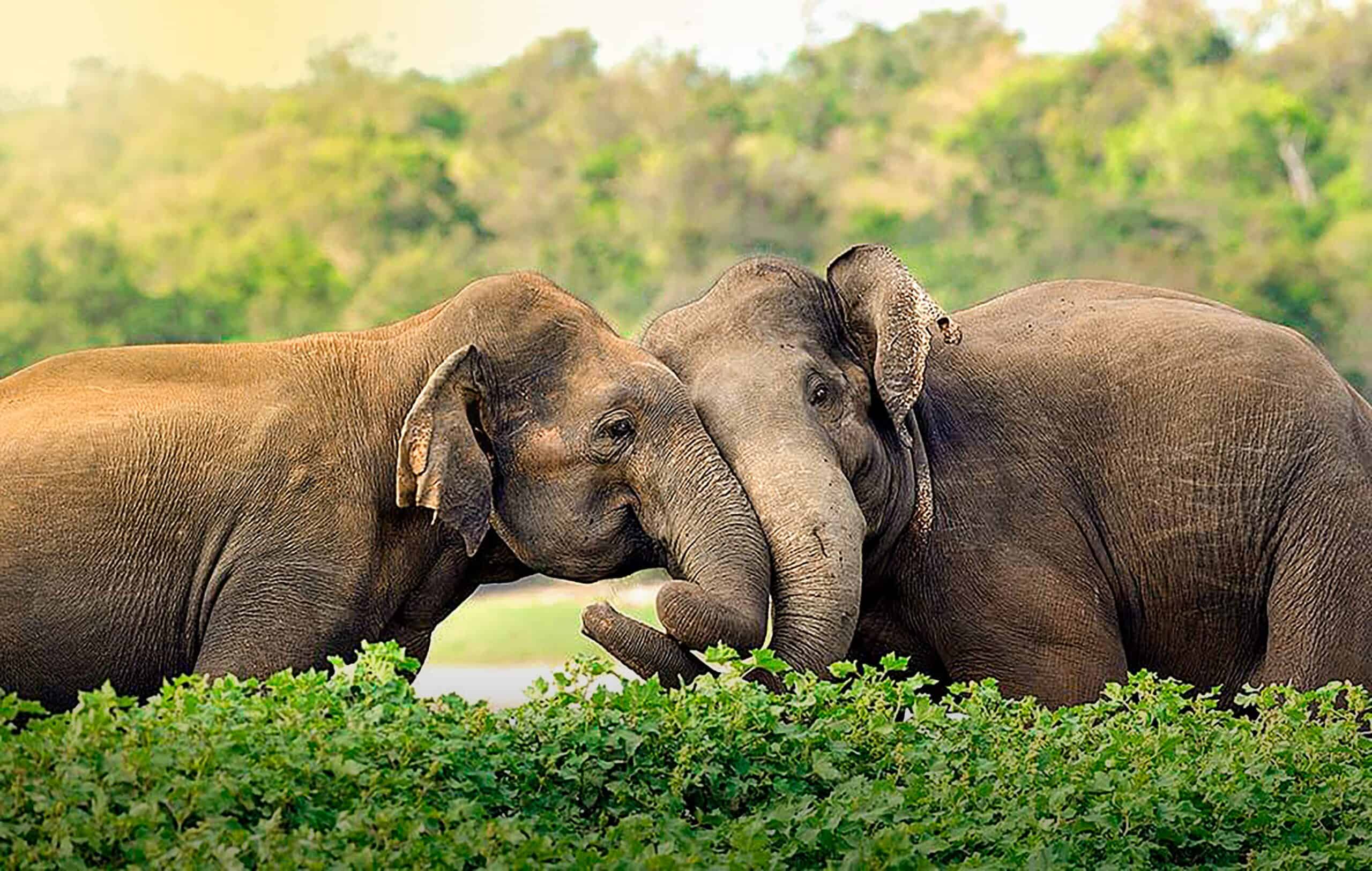 Yala National Park, Sri Lanka