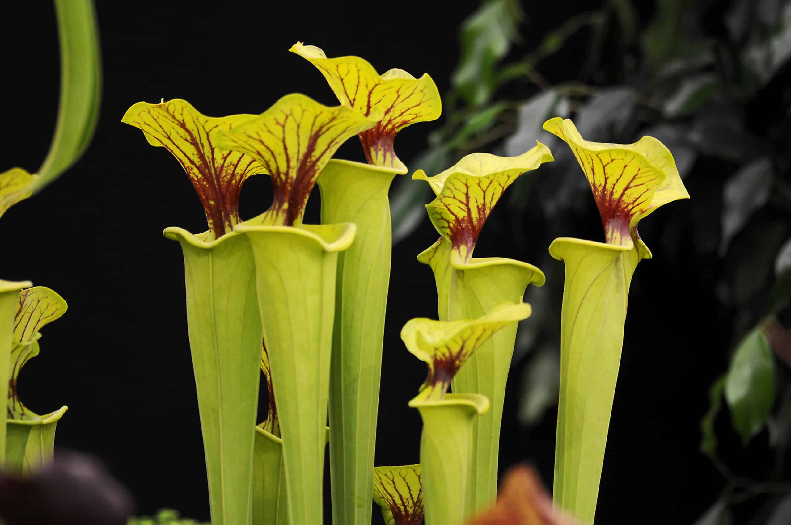 Yellow Pitcher Plant (Sarracenia flava)