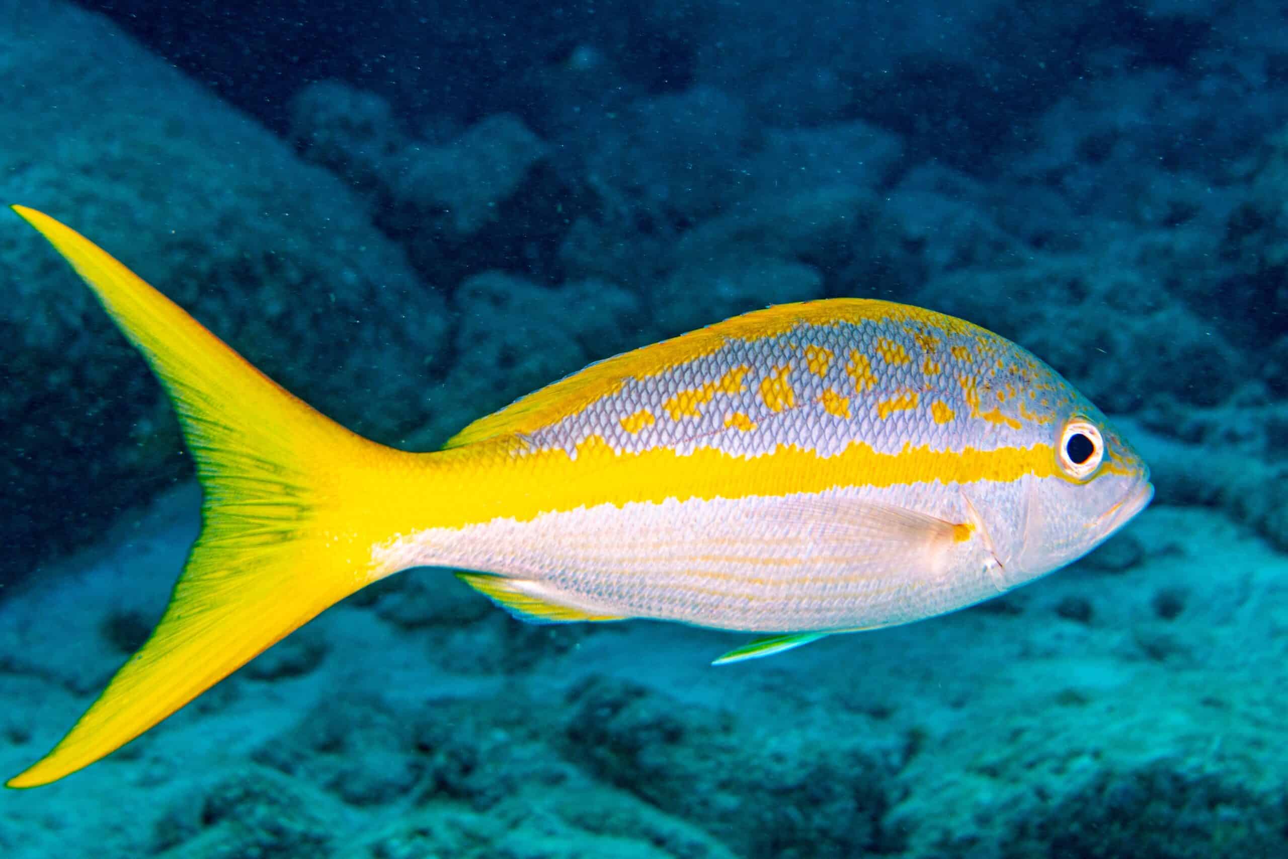 Yellowtail Snapper