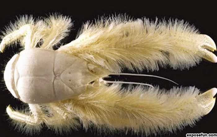 Yeti Crab