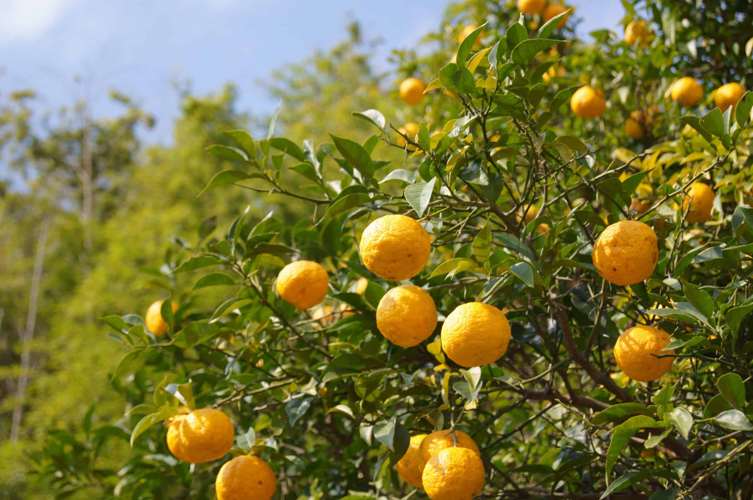 Yuzu Citrus Tree