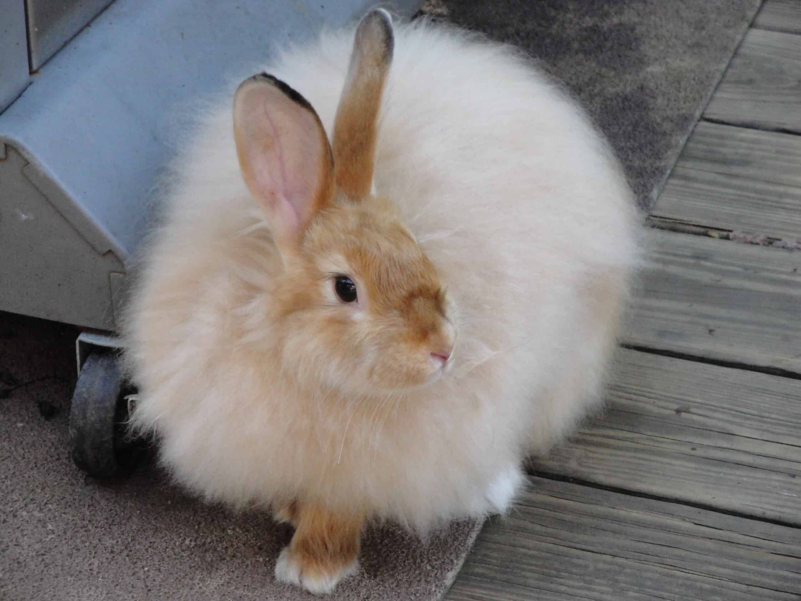 satin angora rabbit