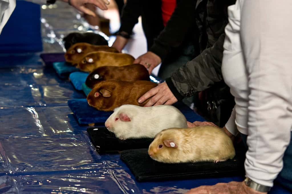 satin guinea pig