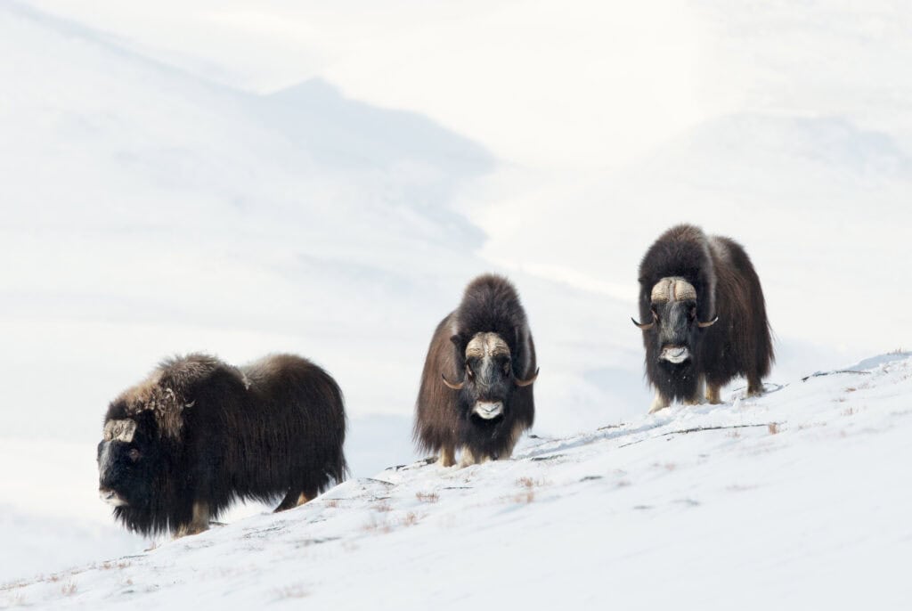 Musk Ox