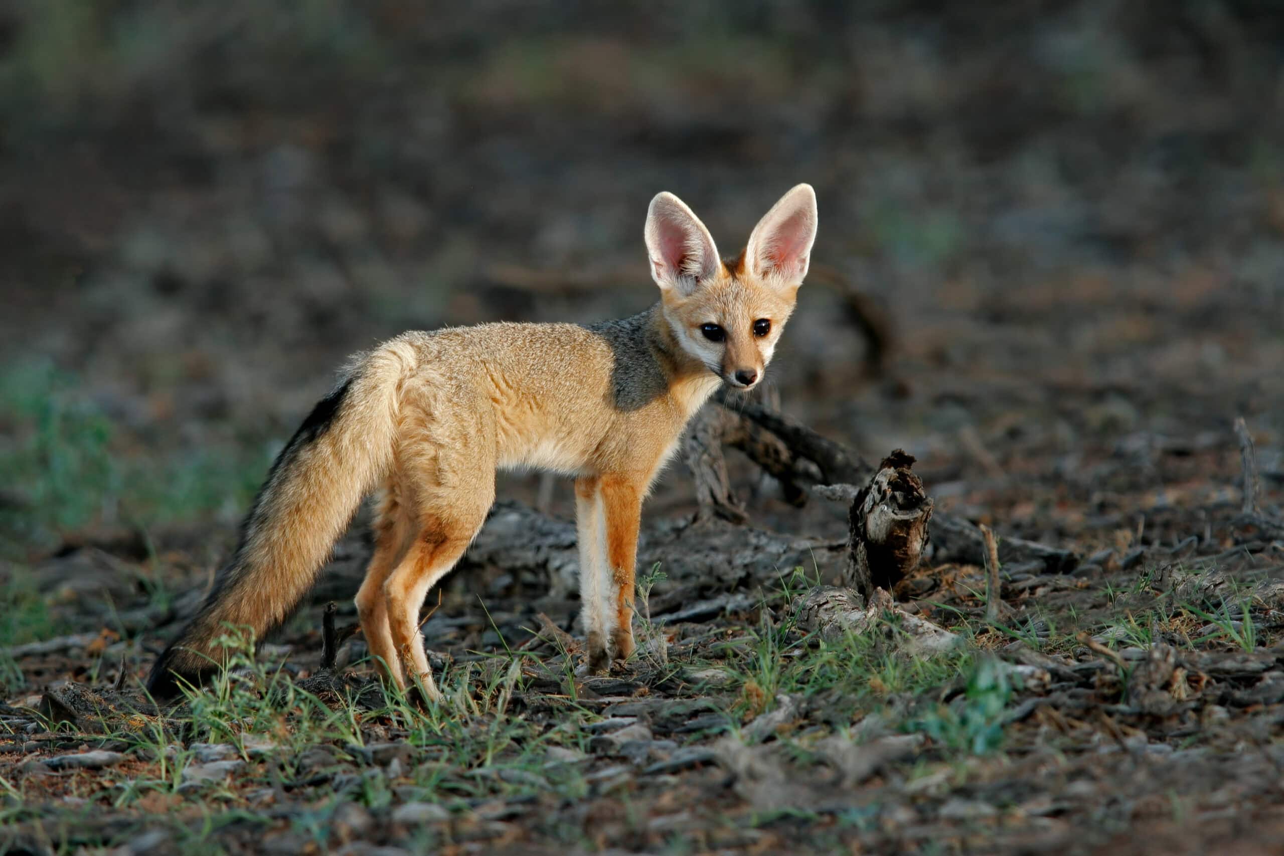 Cape Fox (Vulpes chama)