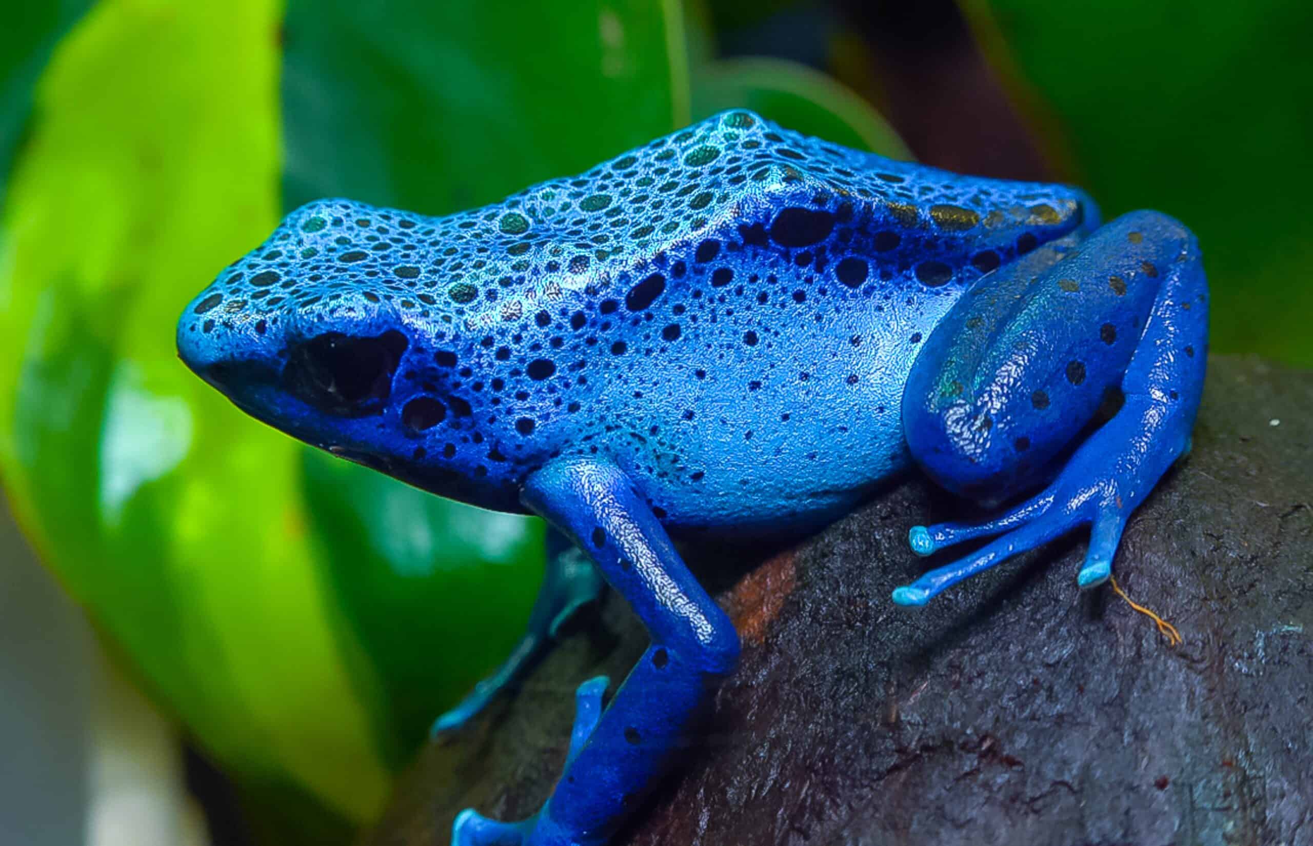 Blue Poison Dart Frog