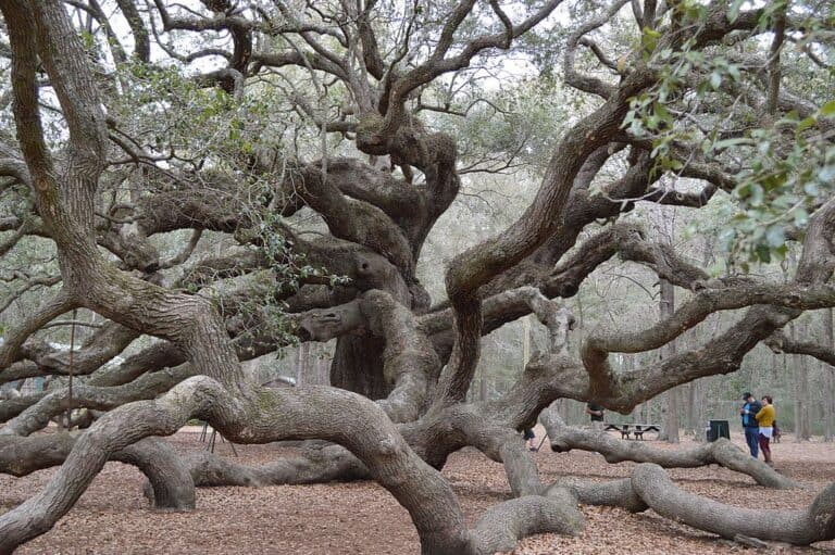 14 Majestic Trees That Tower Over Forest Canopies - Rarest.org