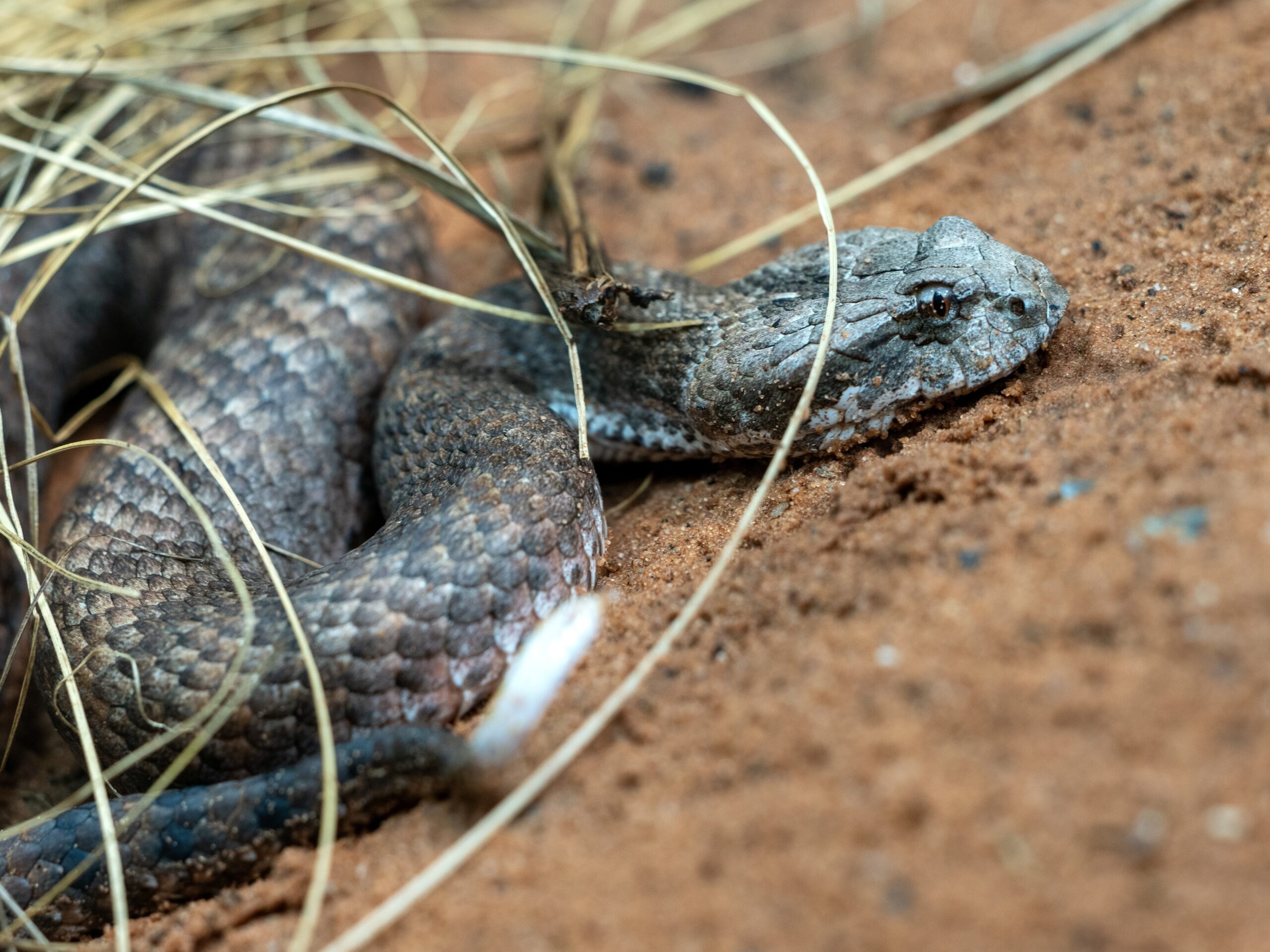 Death Adder (Acanthophis antarcticus)