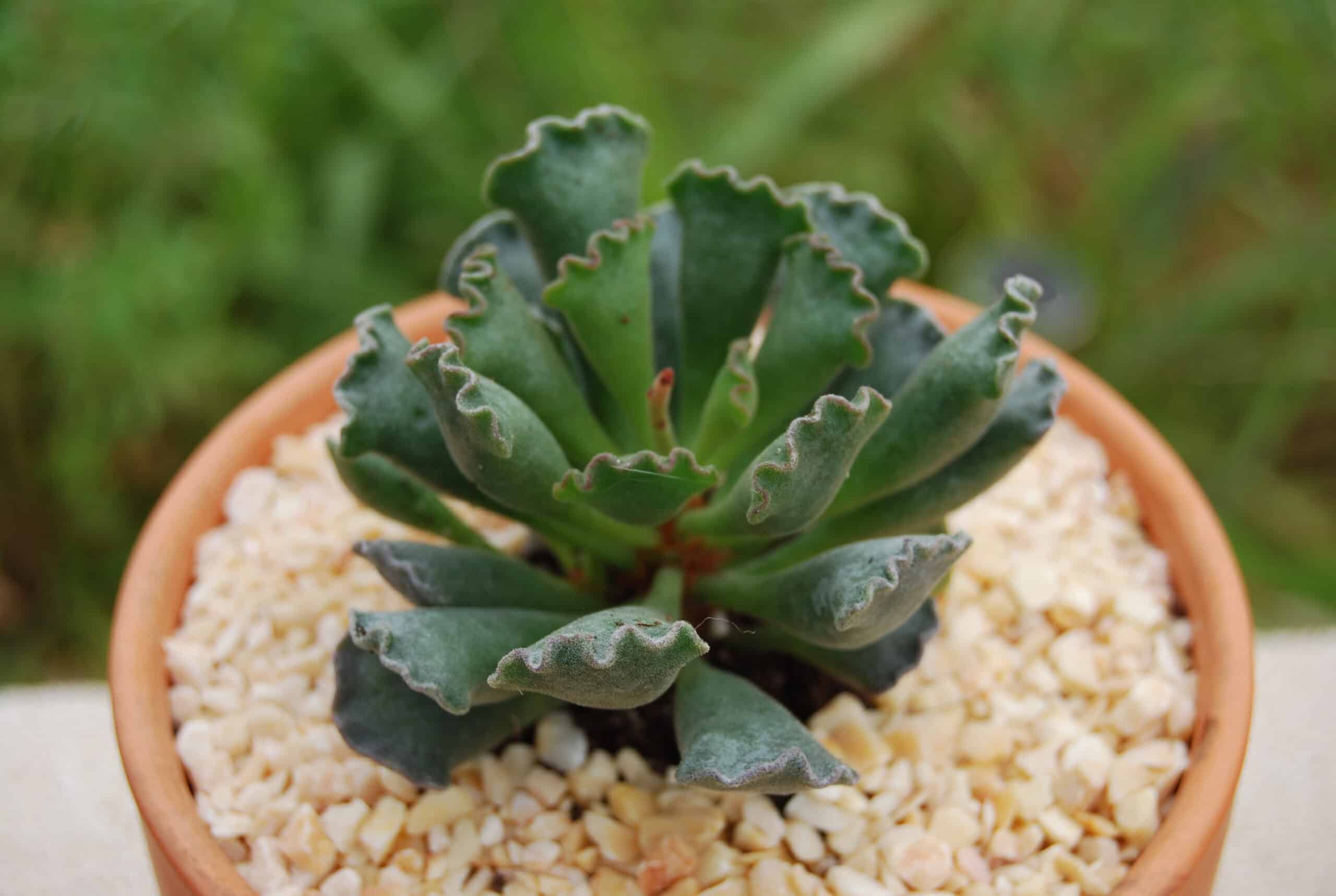 Adromischus cristatus (Crinkle-Leaf Plant)