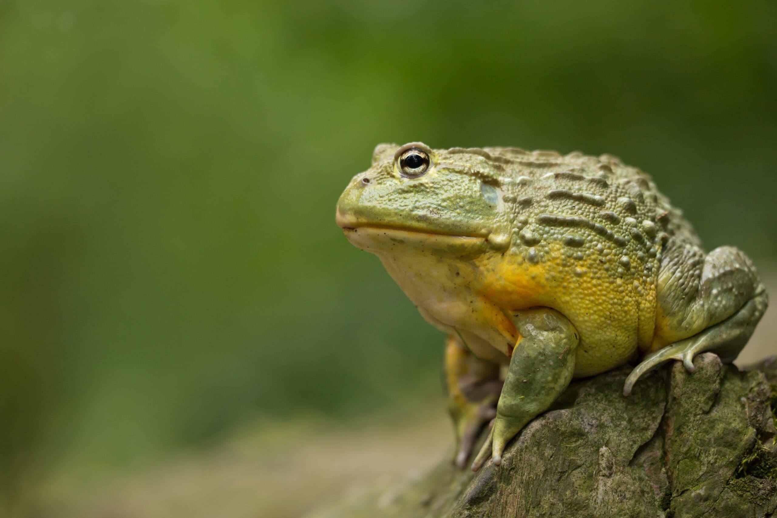 African Bullfrog