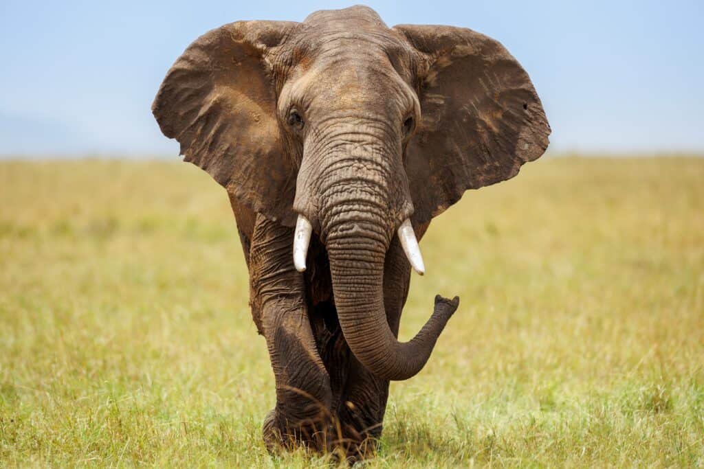 African Elephant