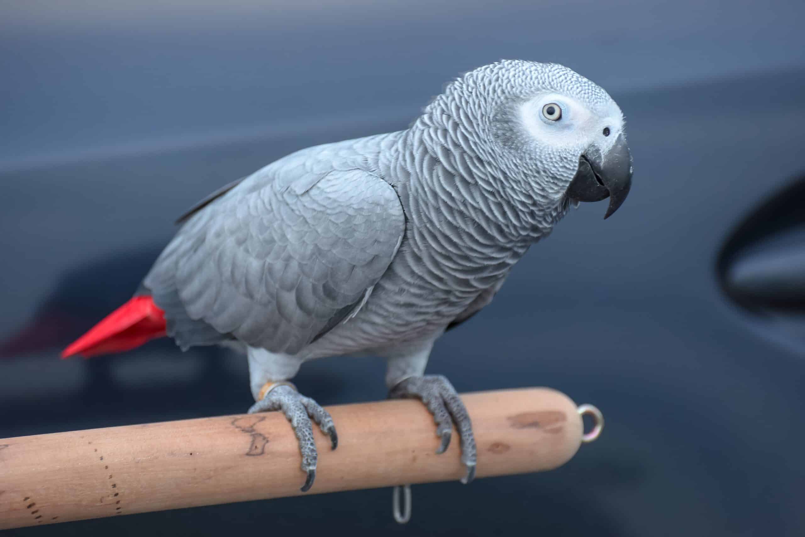 African Grey Parrot