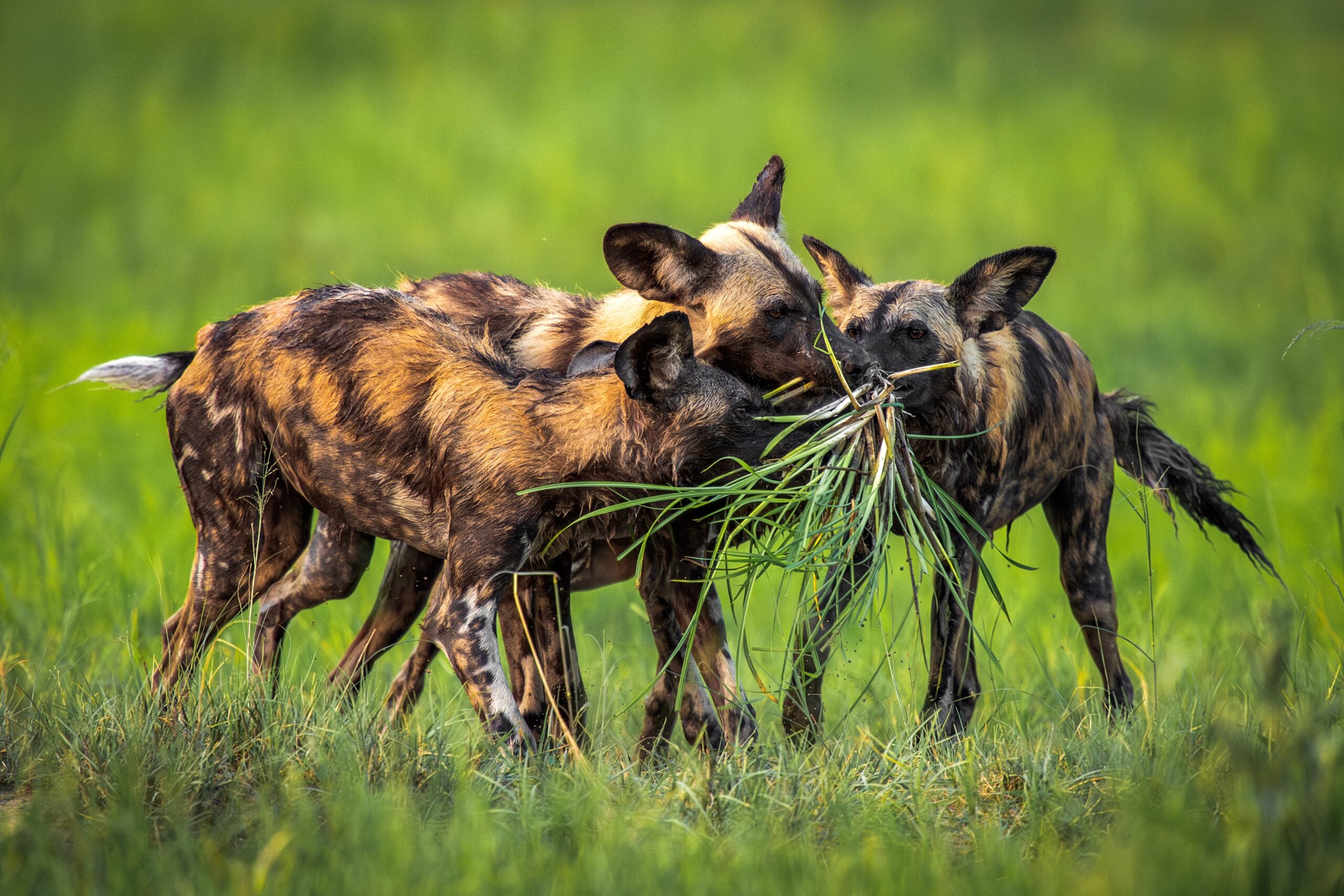 African Wild Dog in Botswana