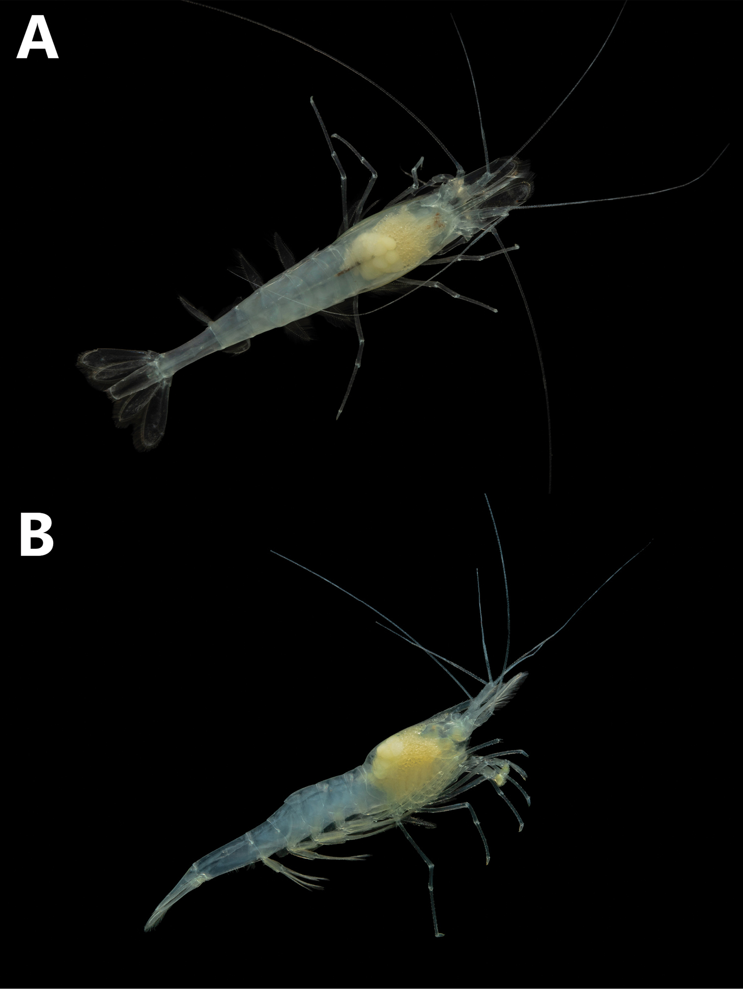 Alabama Cave Shrimp (Palaemonias alabamae)