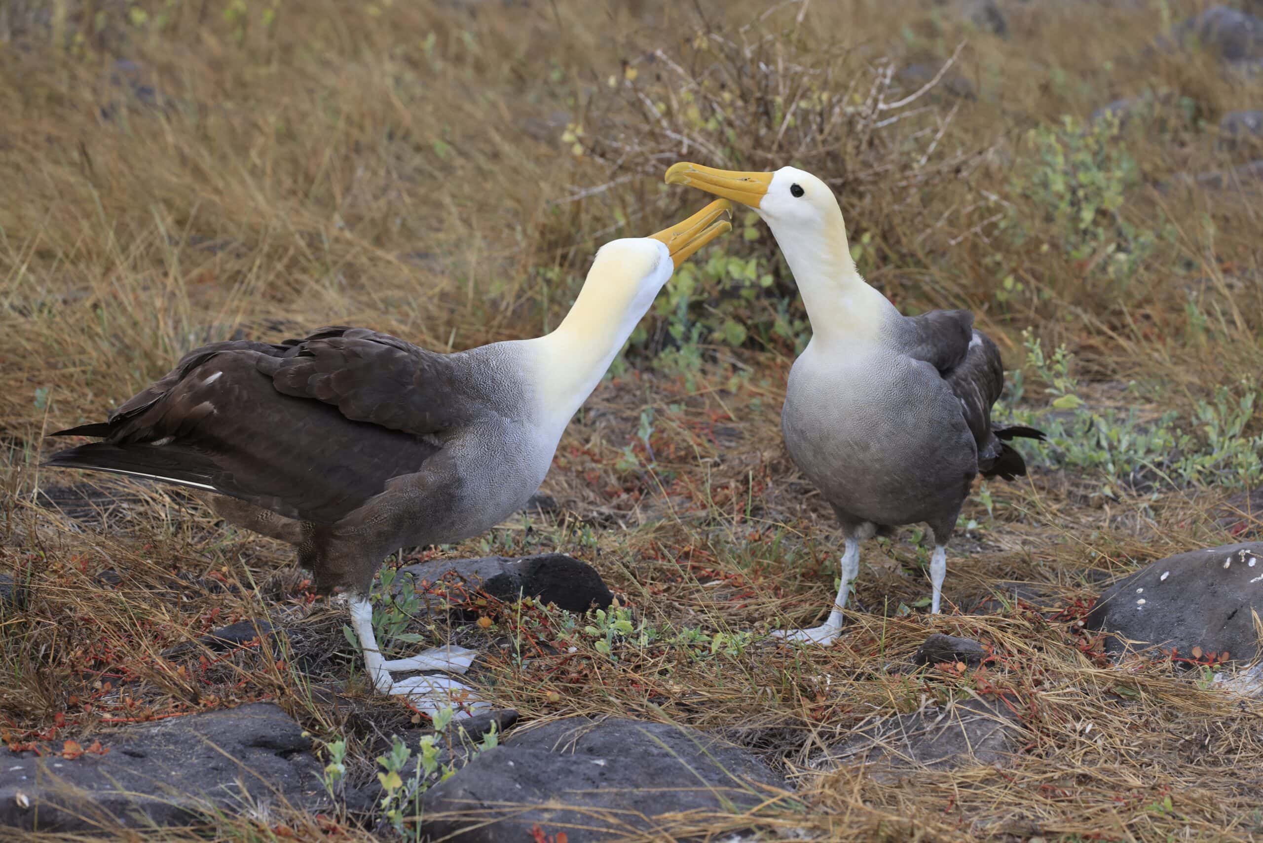 Albatross