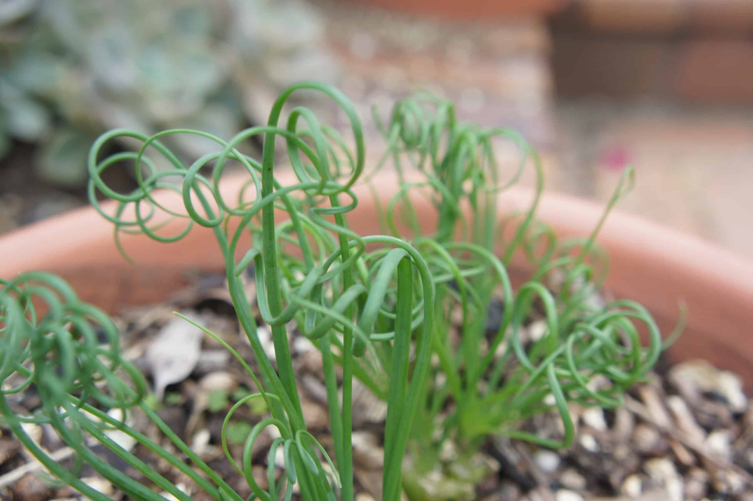 Albuca spiralis (Frizzle Sizzle)